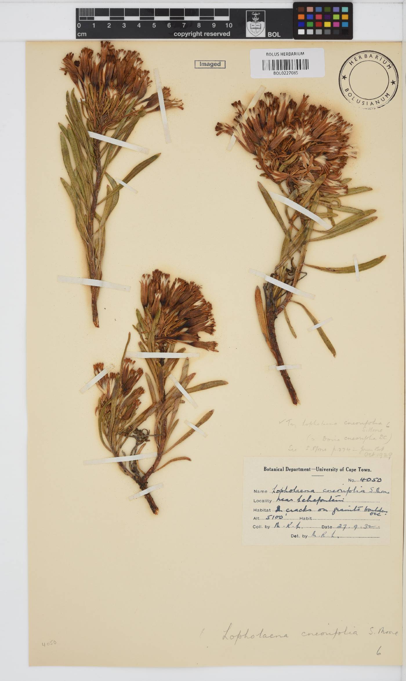 Lopholaena coriifolia image