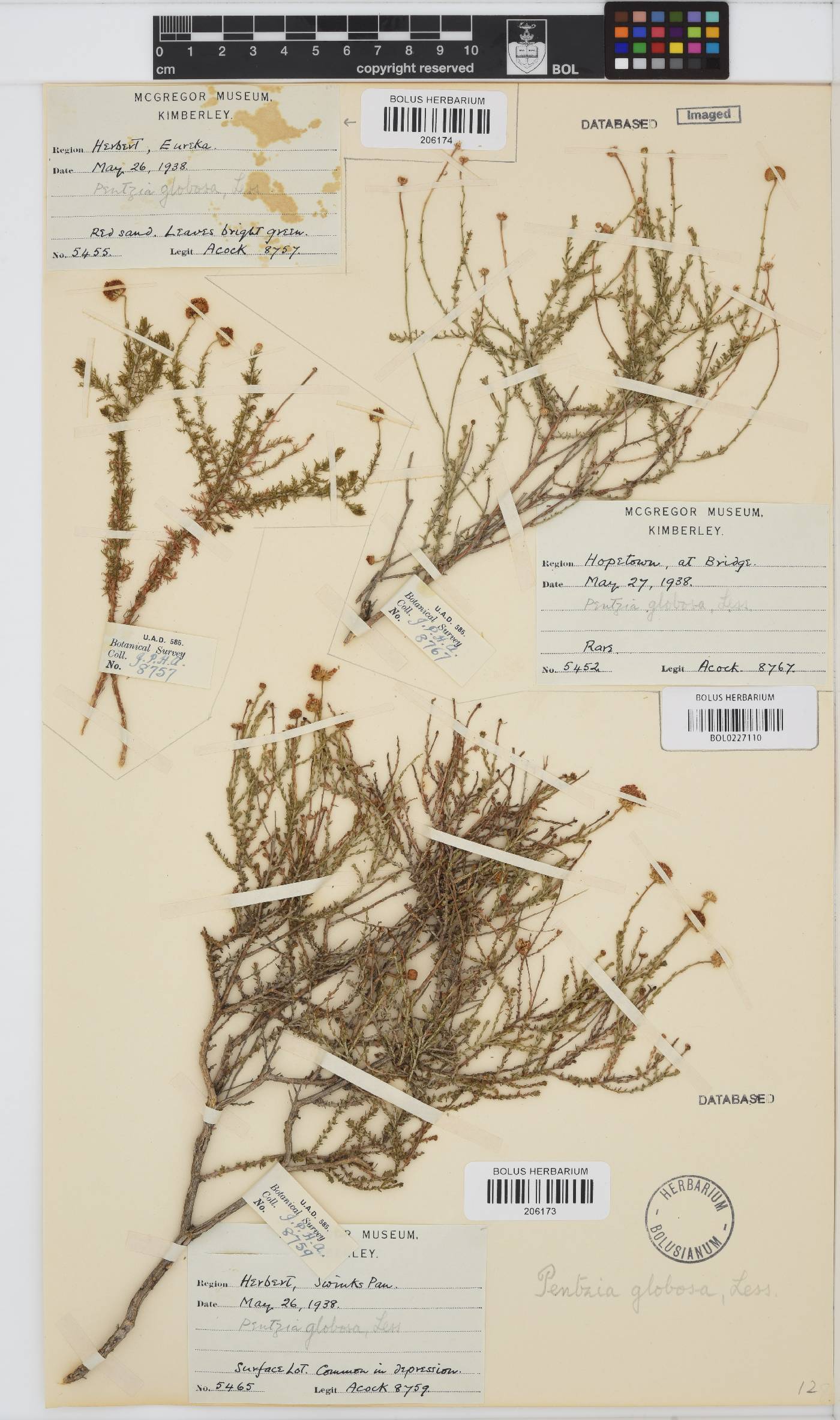 Pentzia globosa image
