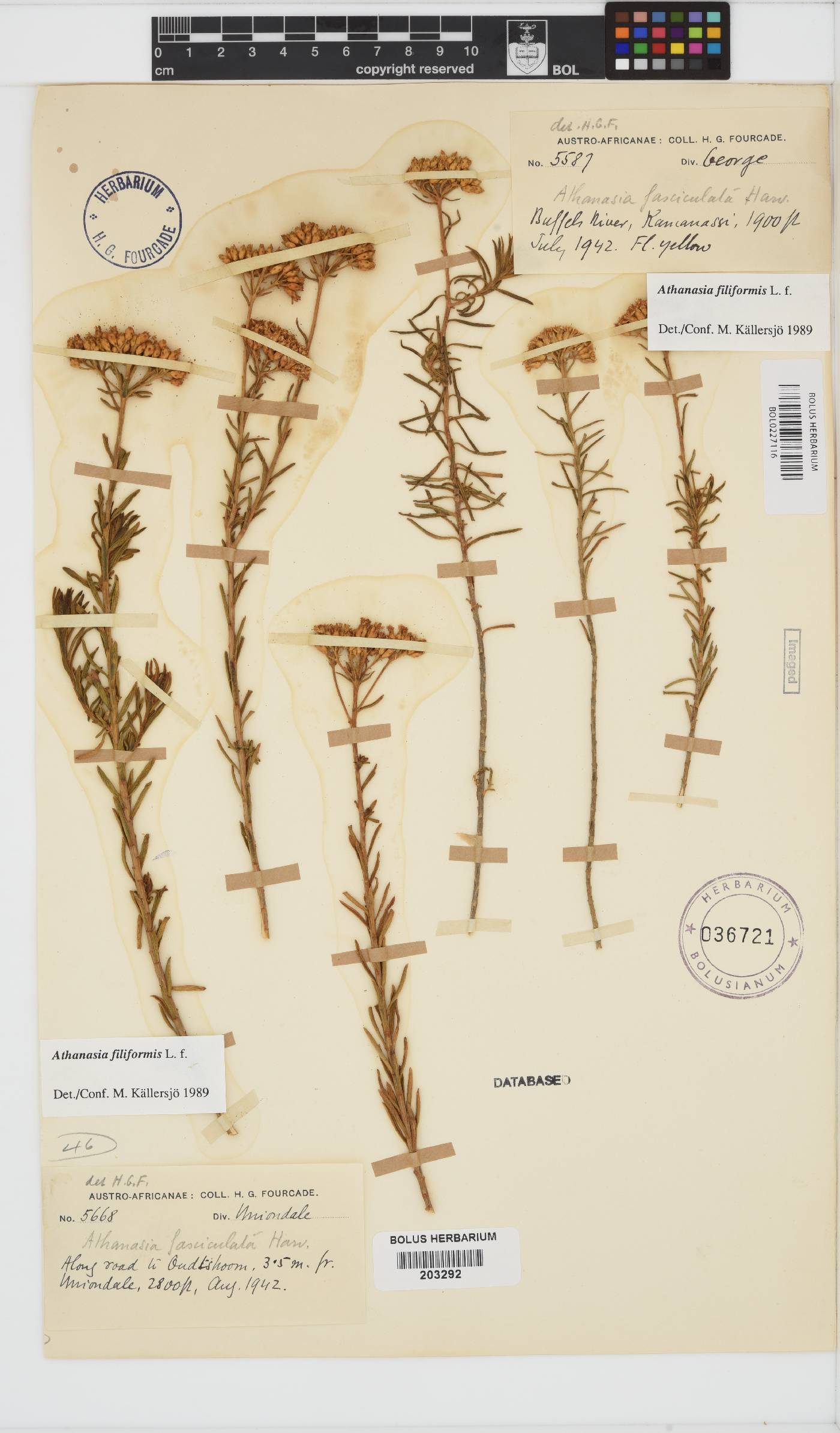 Athanasia filiformis image