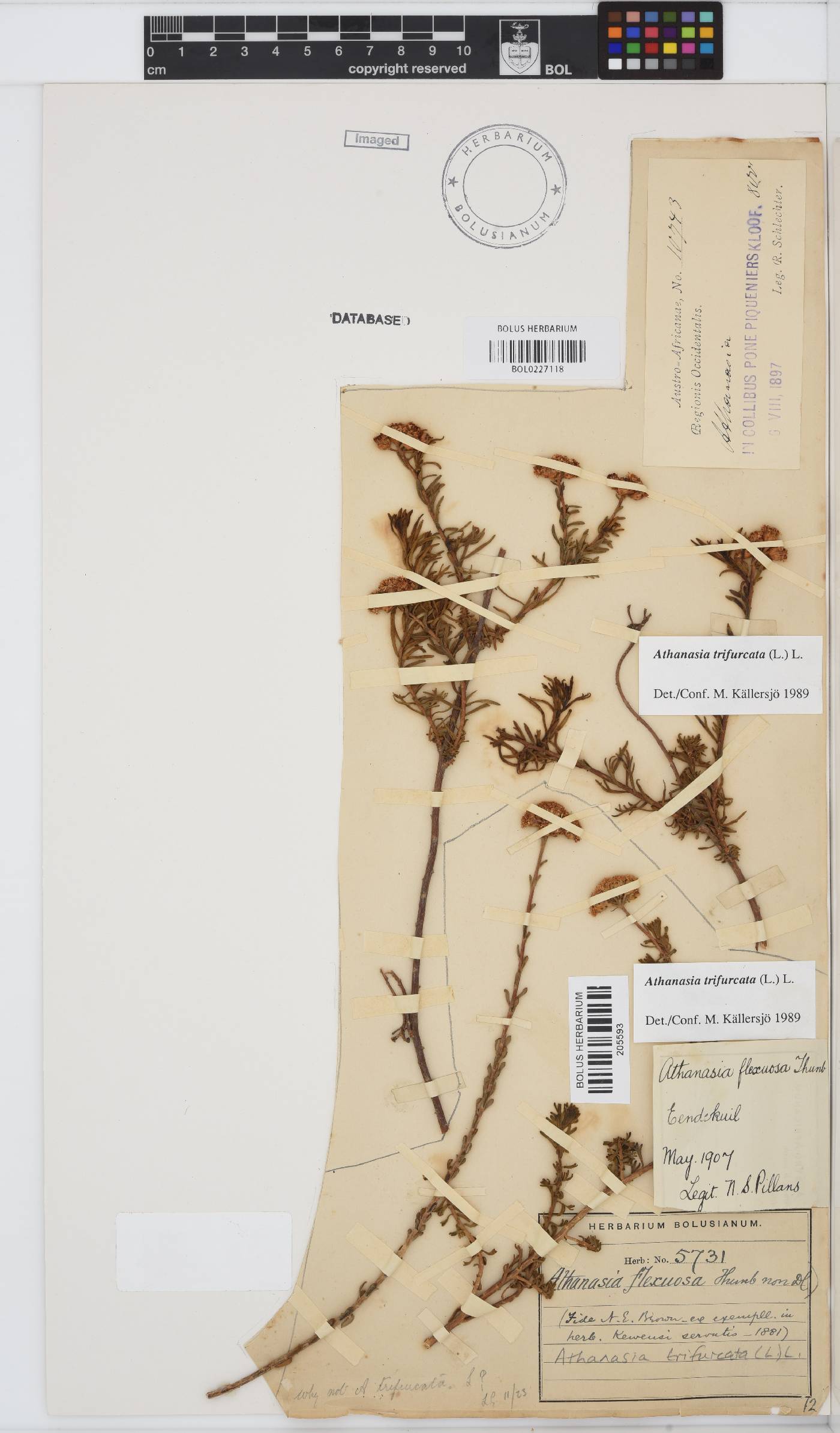 Athanasia trifurcata image