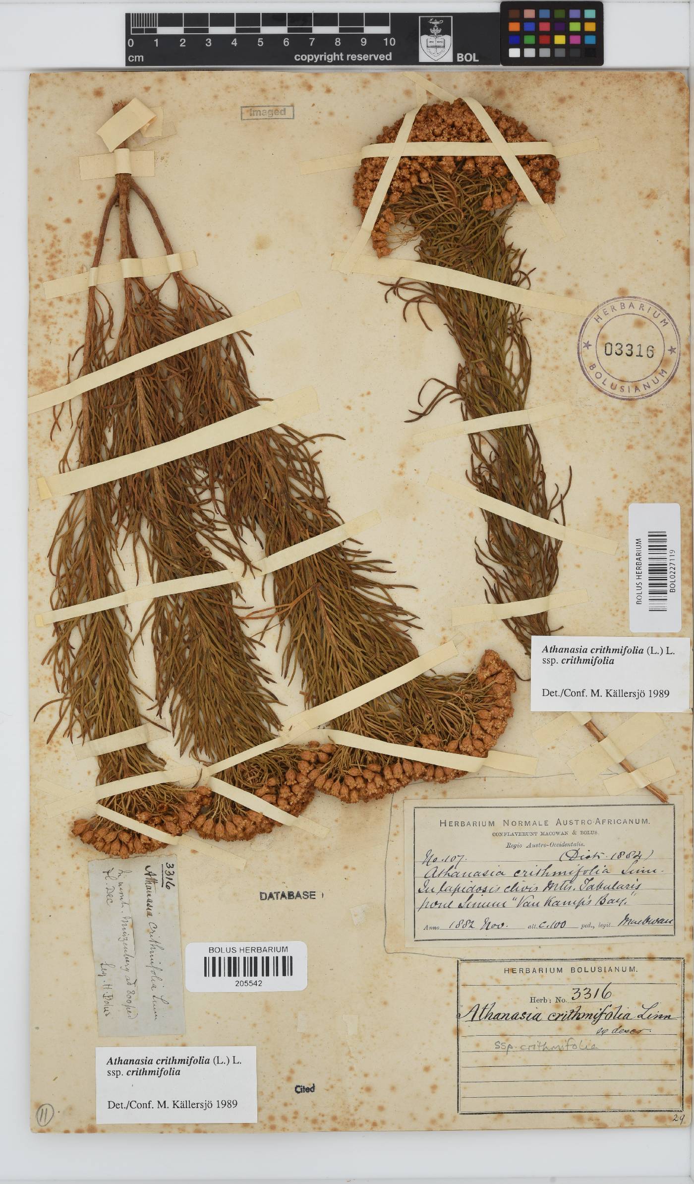 Athanasia crithmifolia subsp. crithmifolia image
