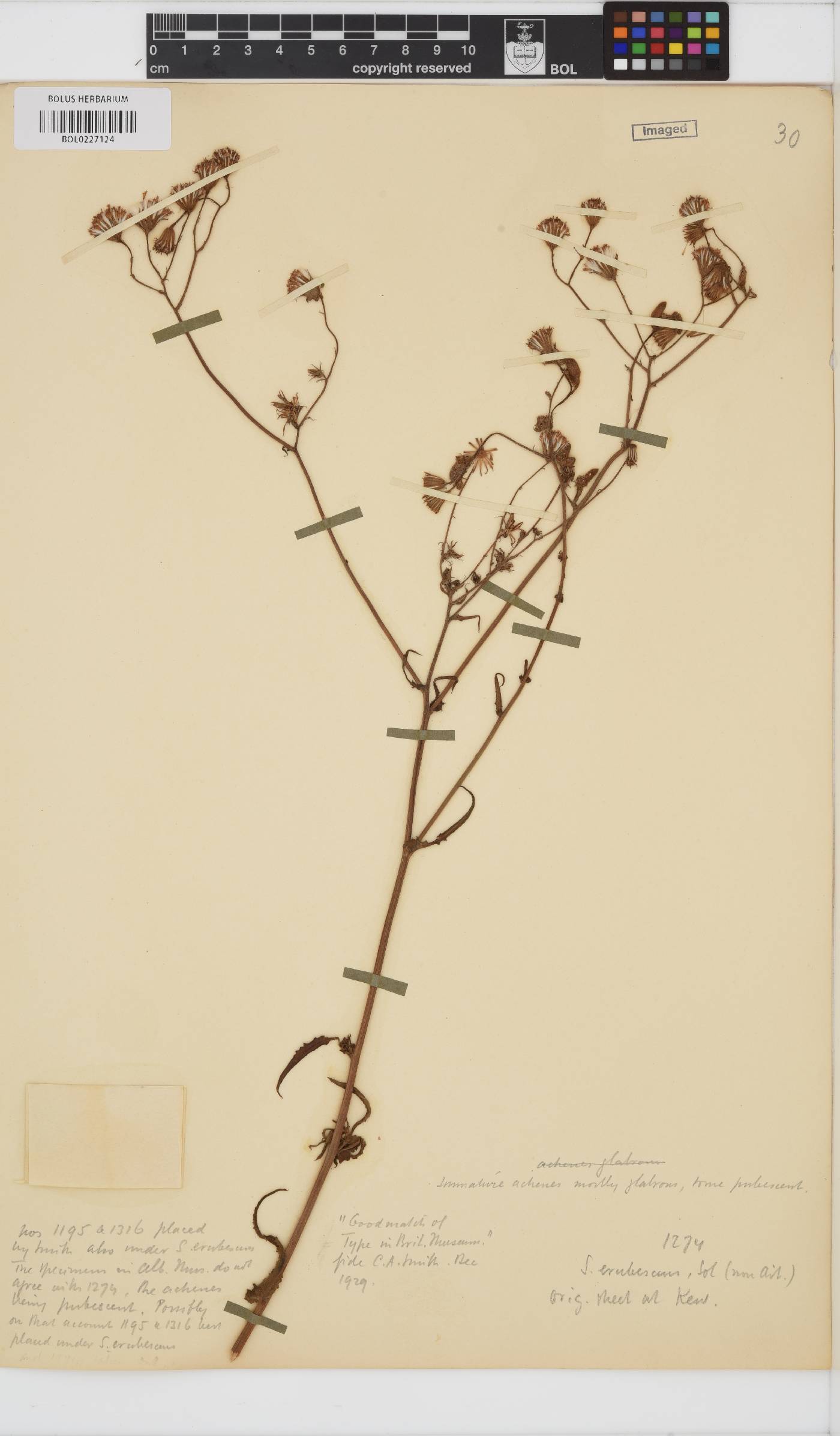 Senecio erubescens image