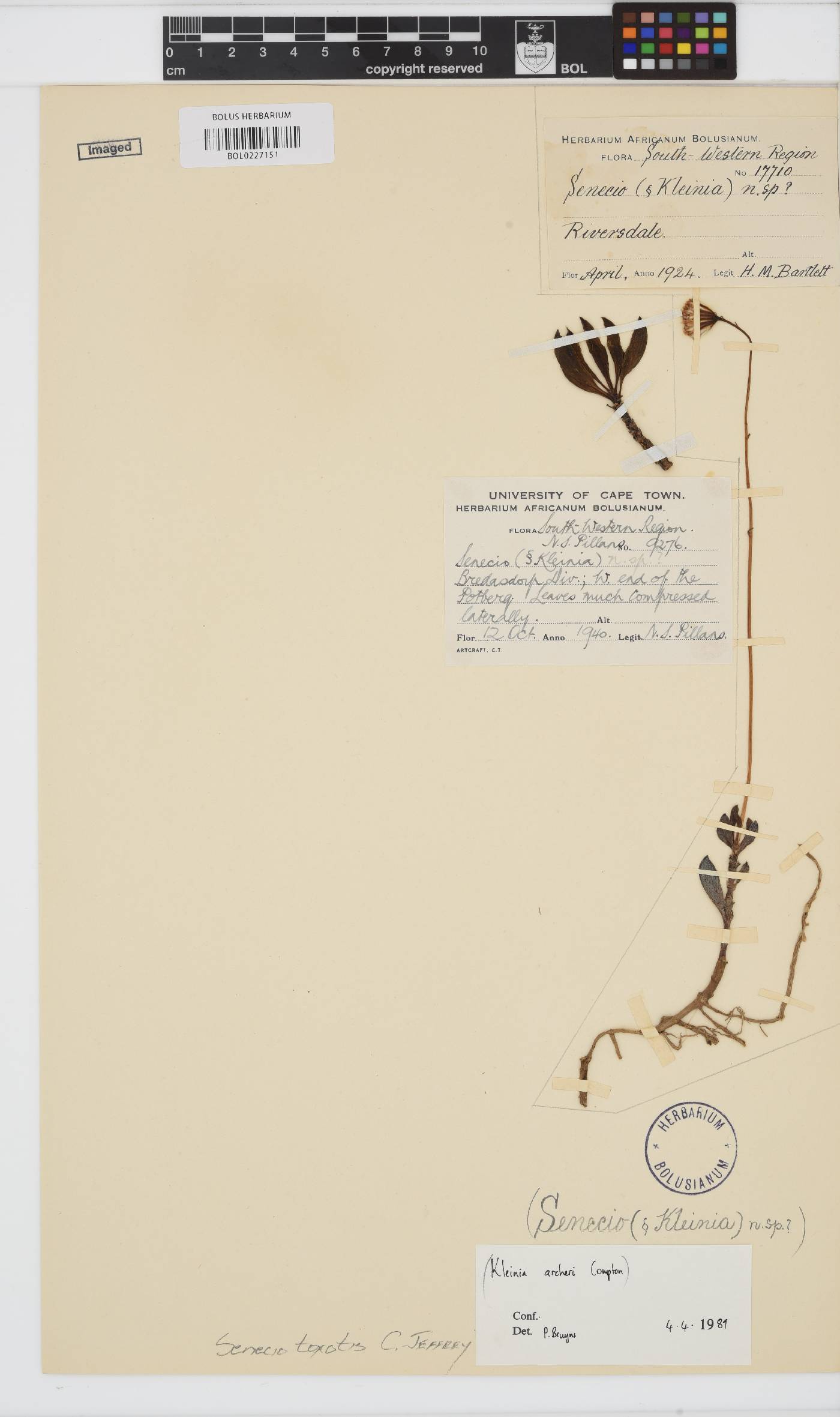 Curio archeri image