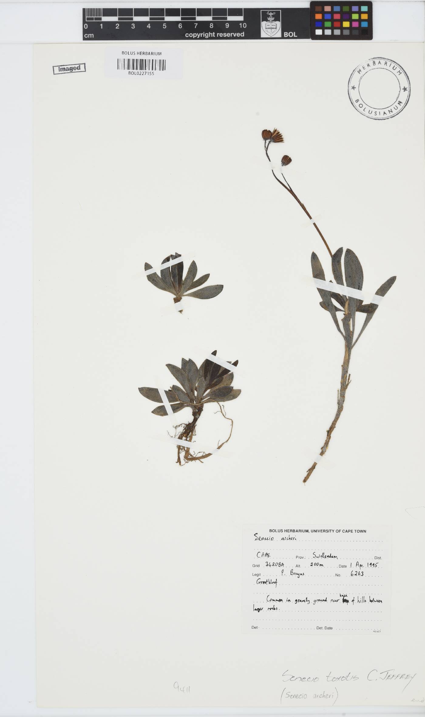 Curio archeri image