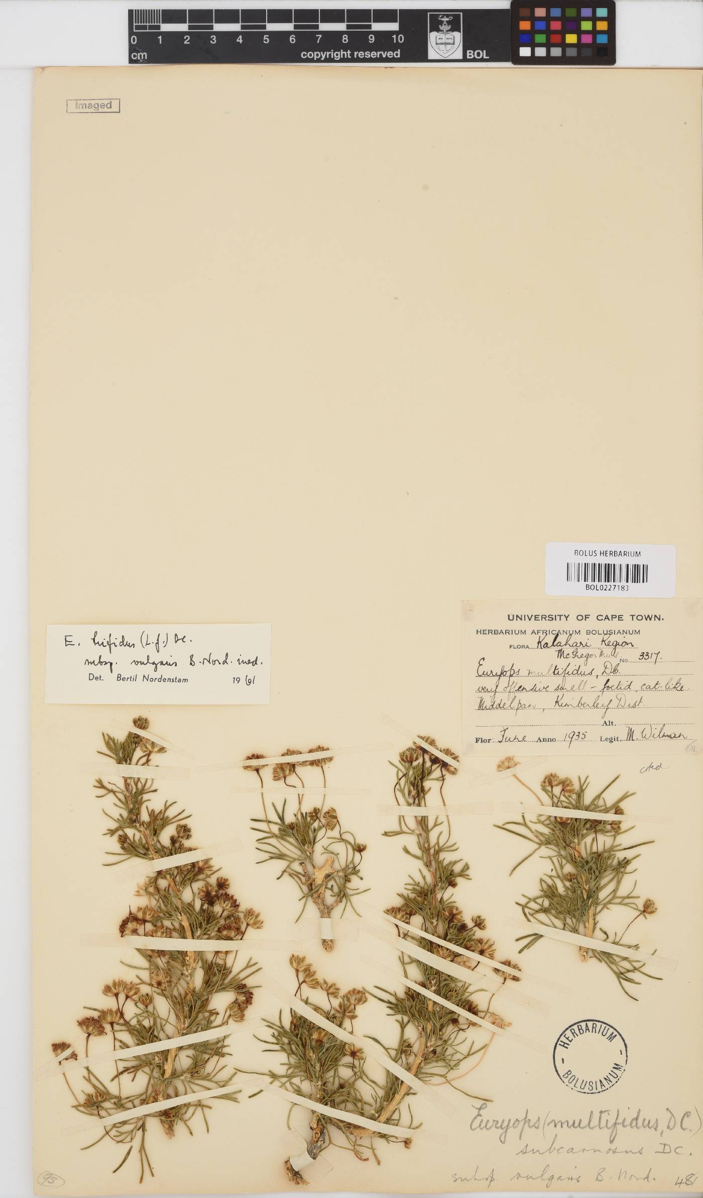 Euryops subcarnosus image