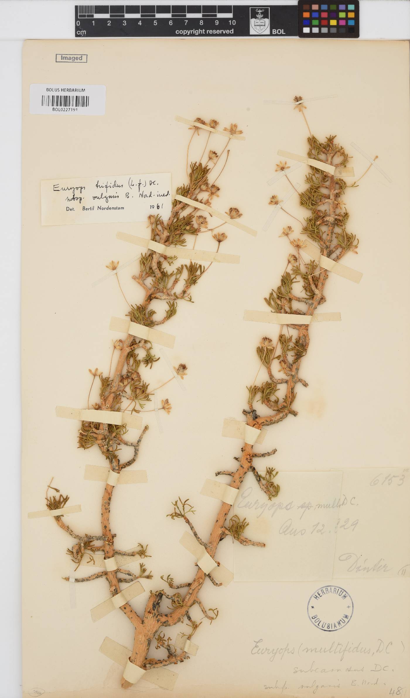 Euryops subcarnosus image