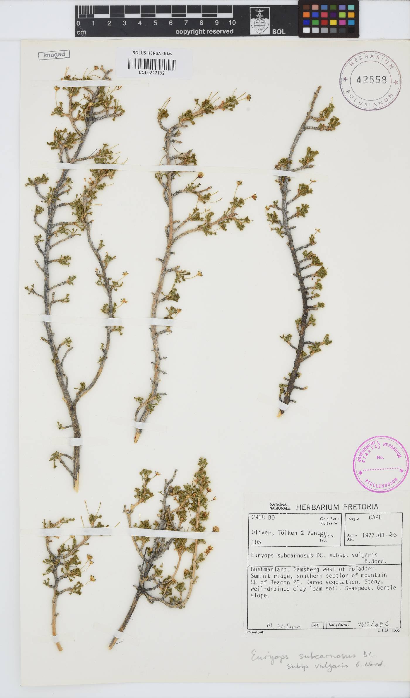 Euryops subcarnosus image