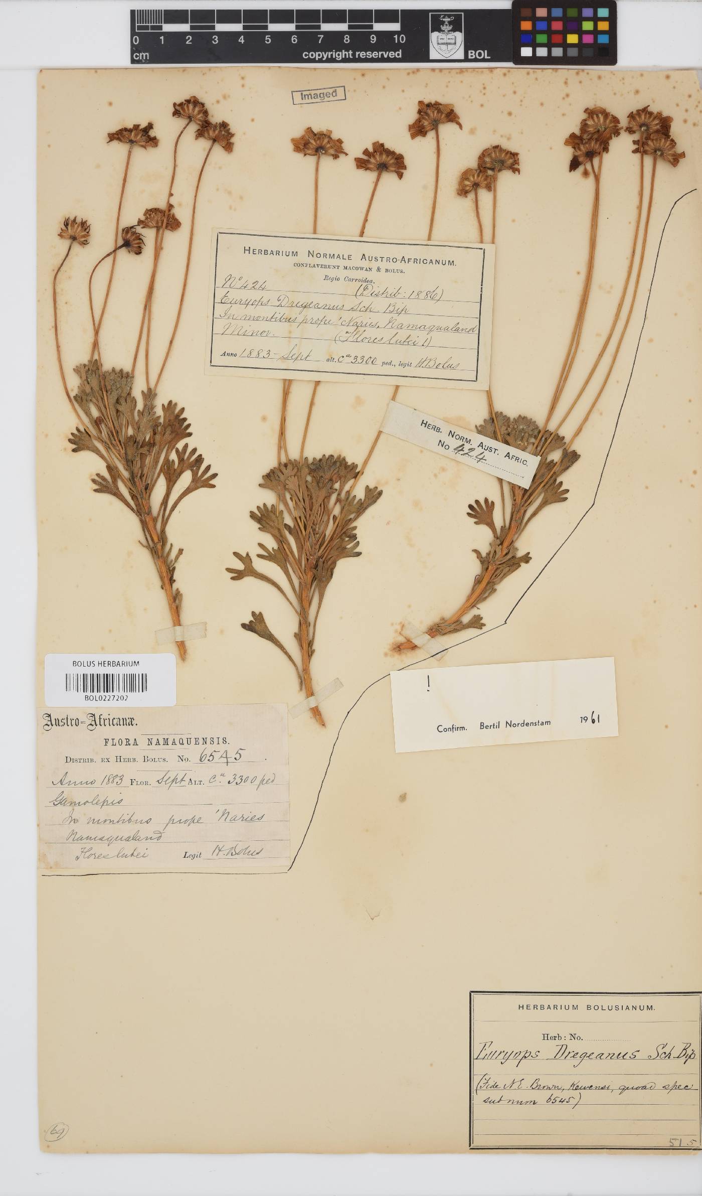 Euryops dregeanus image