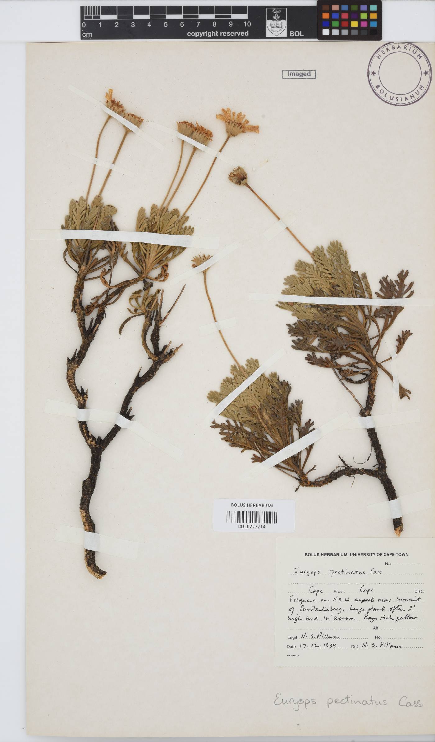 Euryops pectinatus subsp. pectinatus image