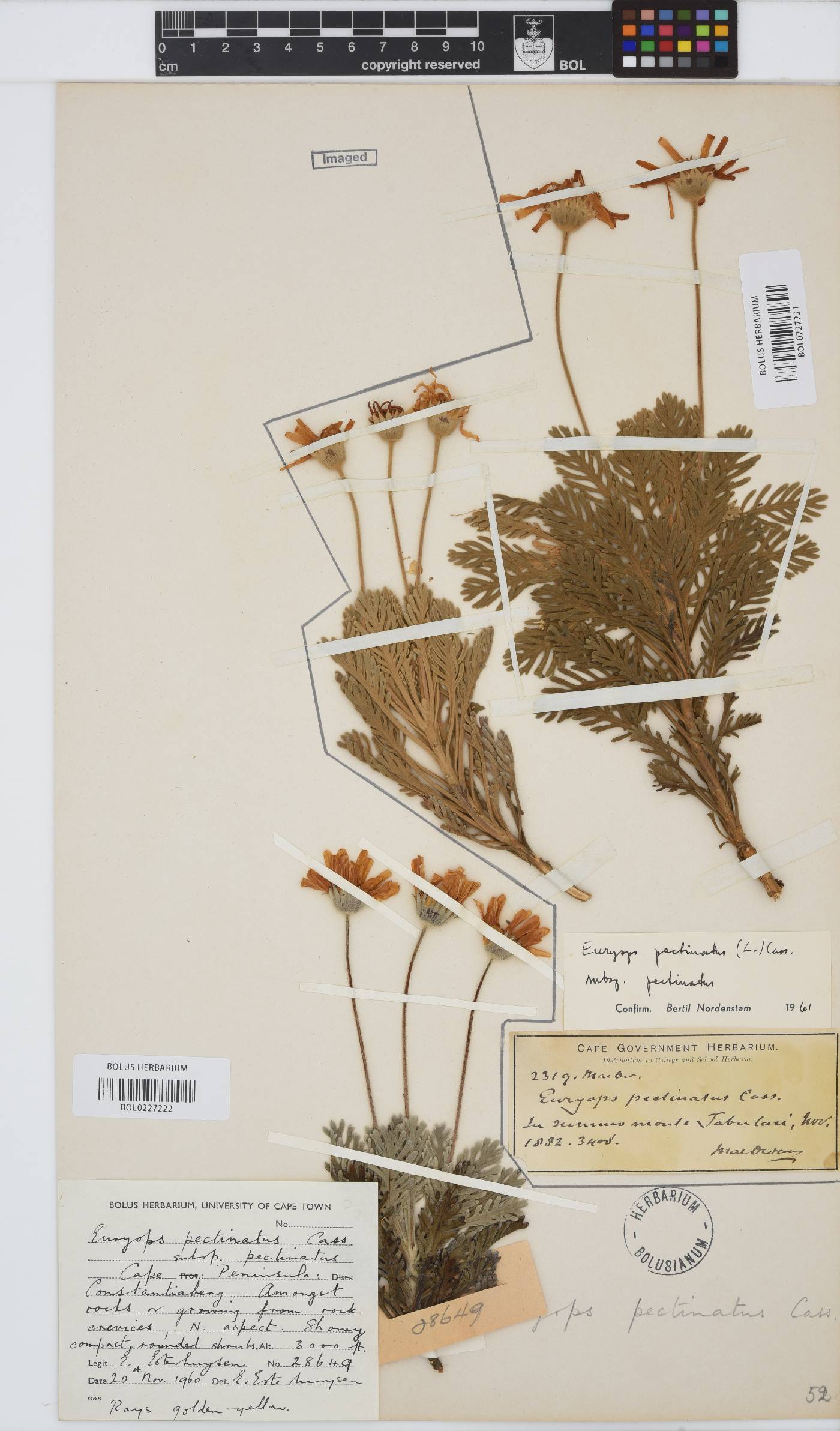 Euryops pectinatus image