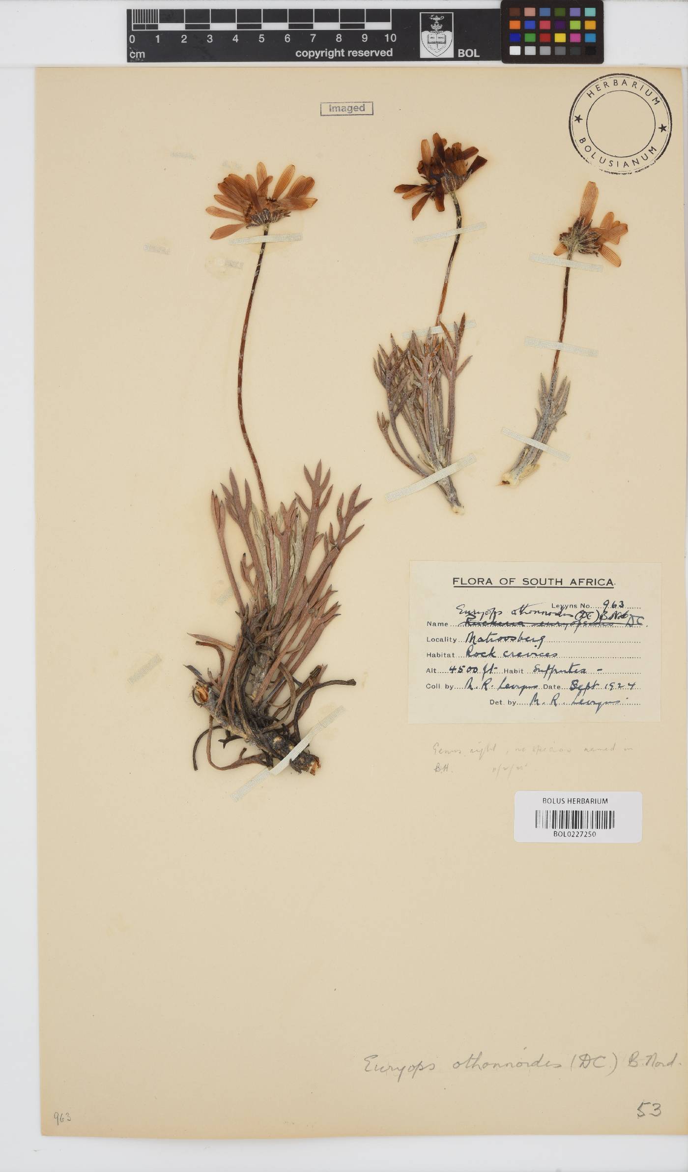 Euryops pectinatus image