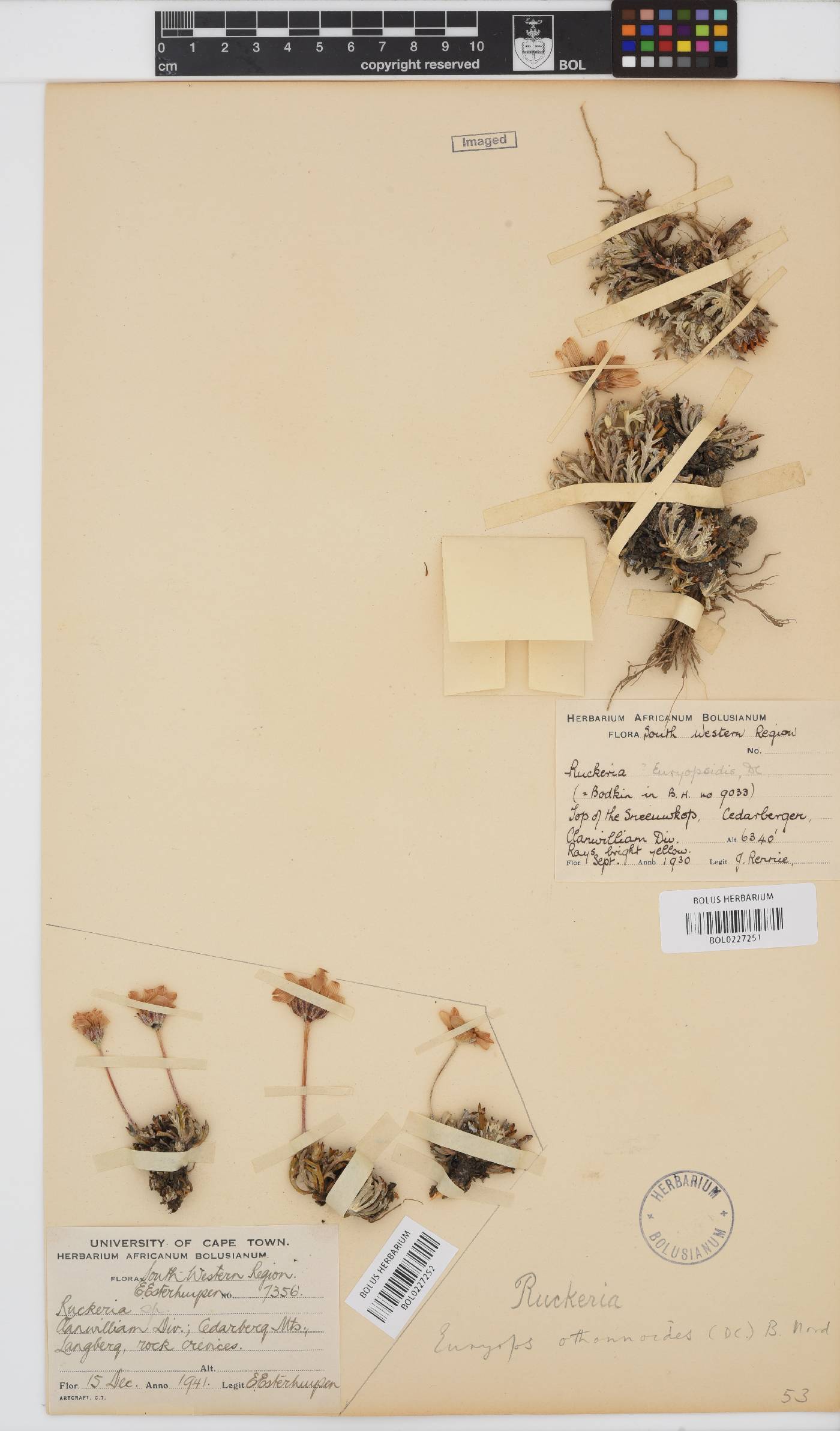 Euryops othonnoides image