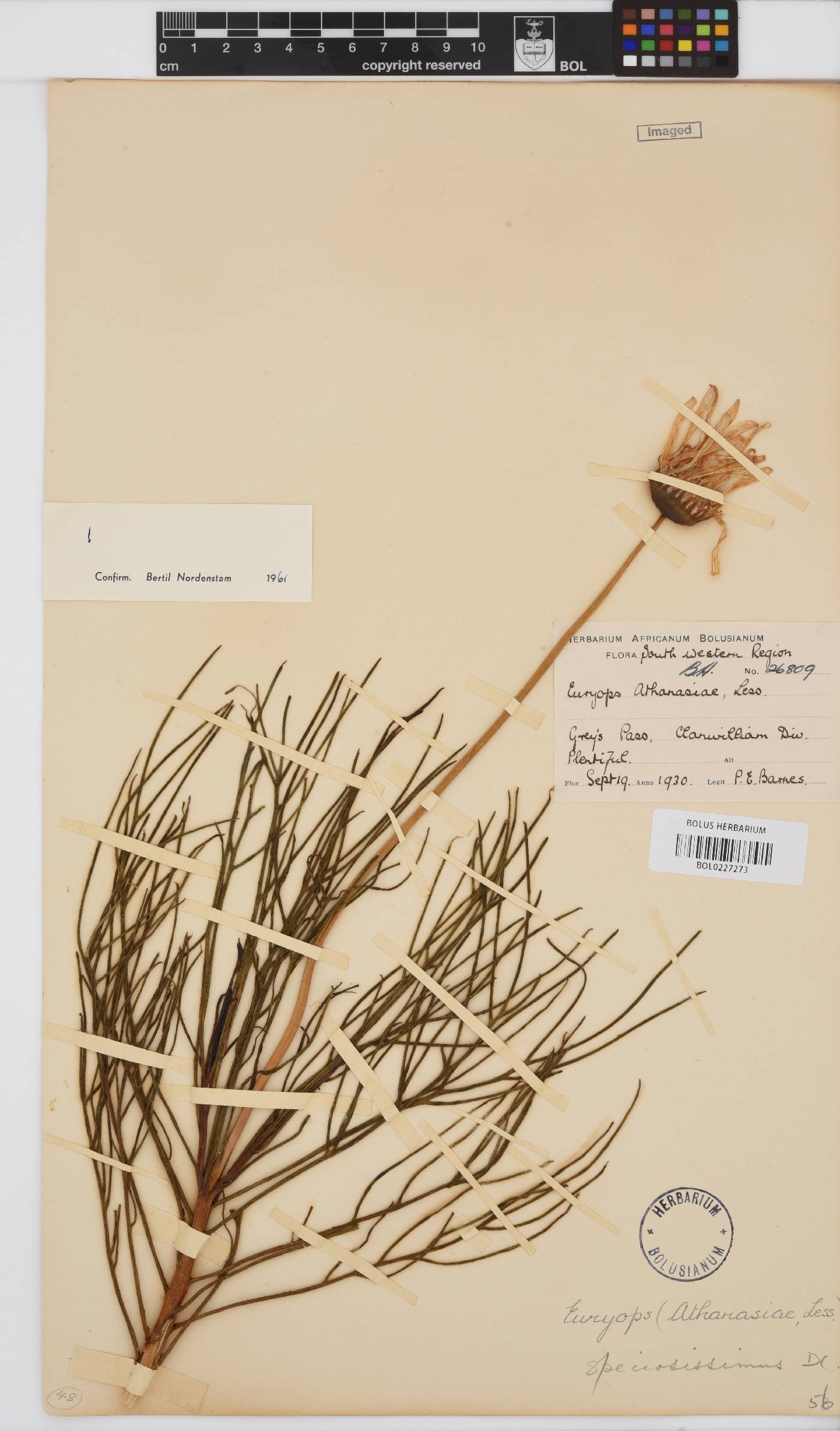 Euryops speciosissimus image