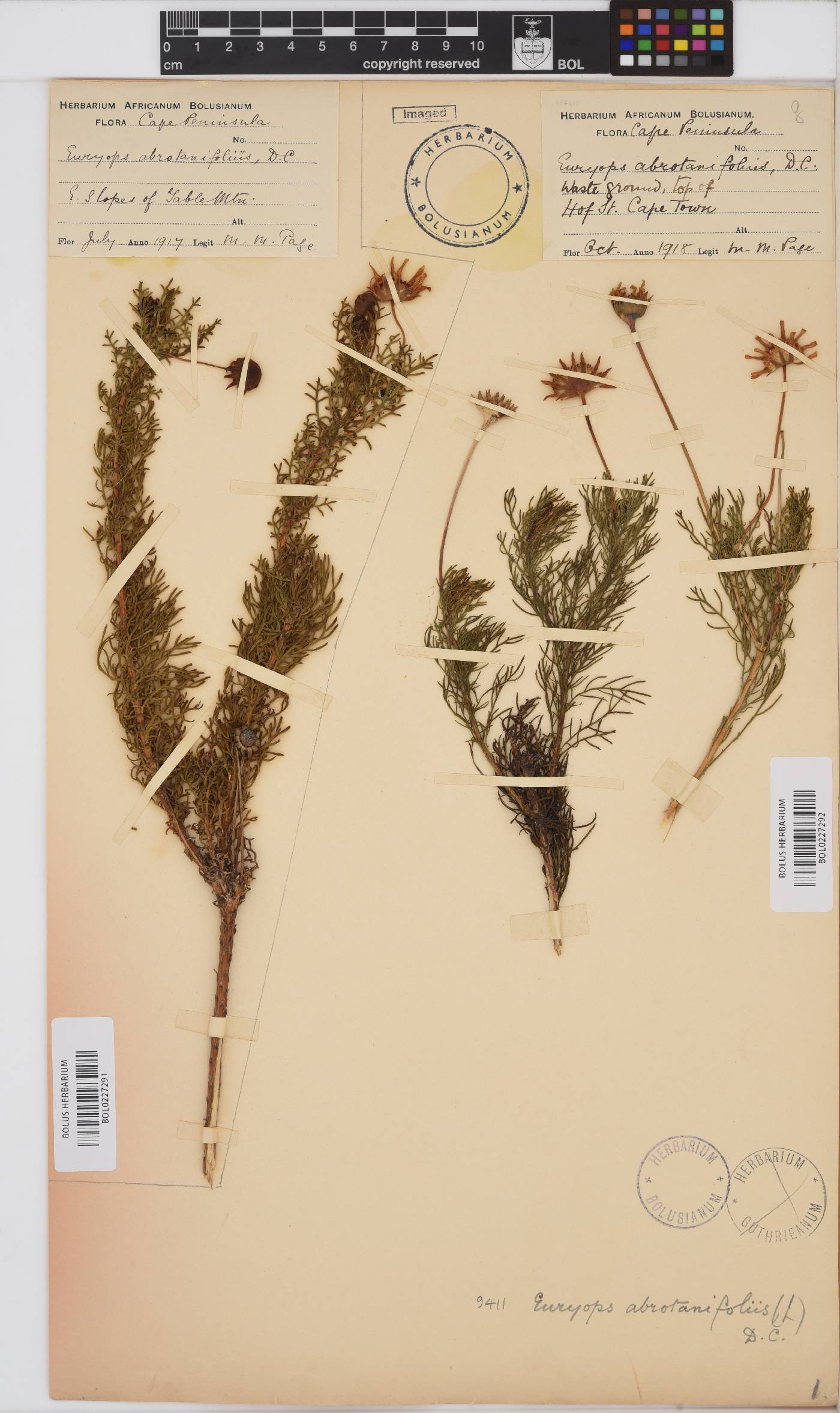 Euryops abrotanifolius image