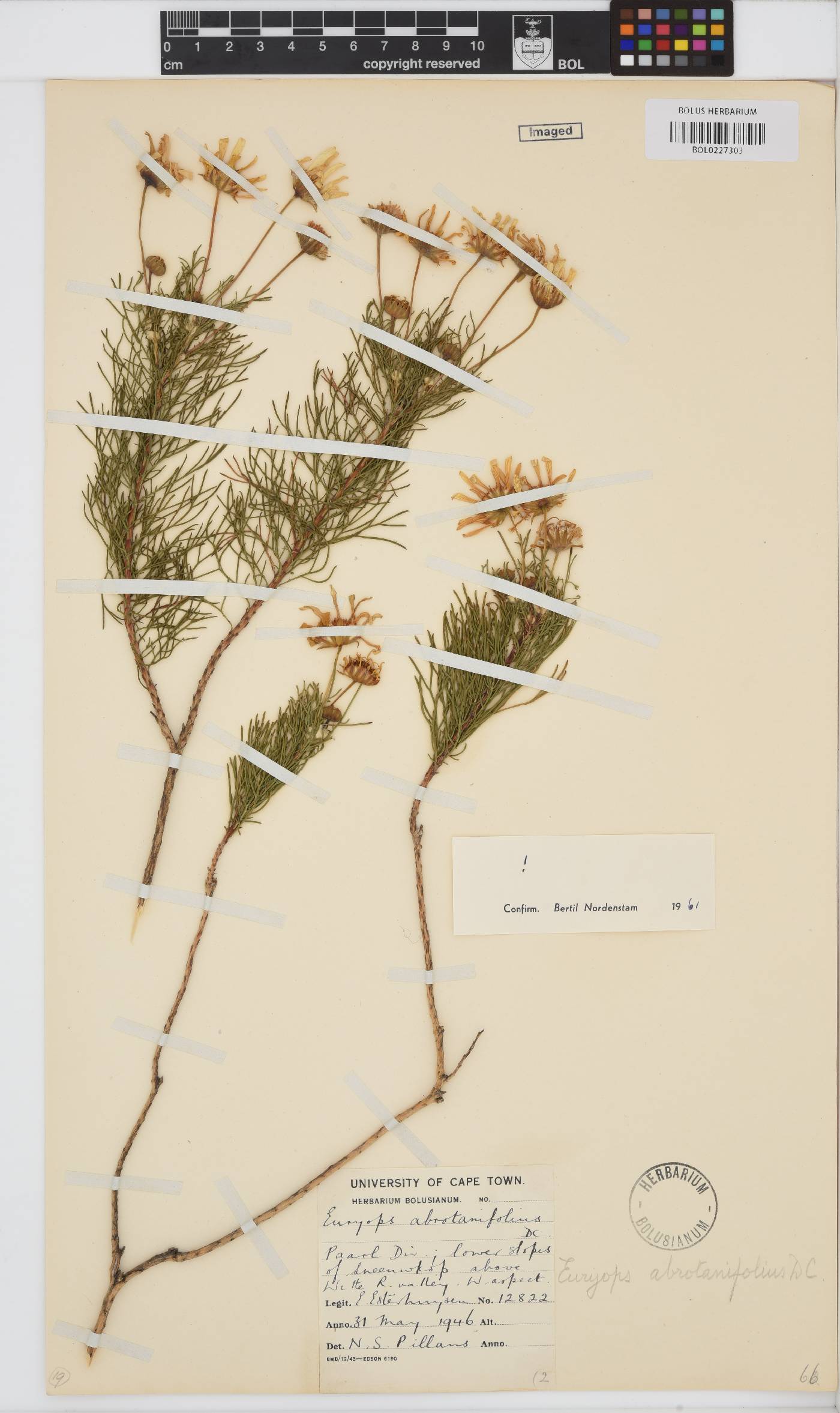 Euryops abrotanifolius image