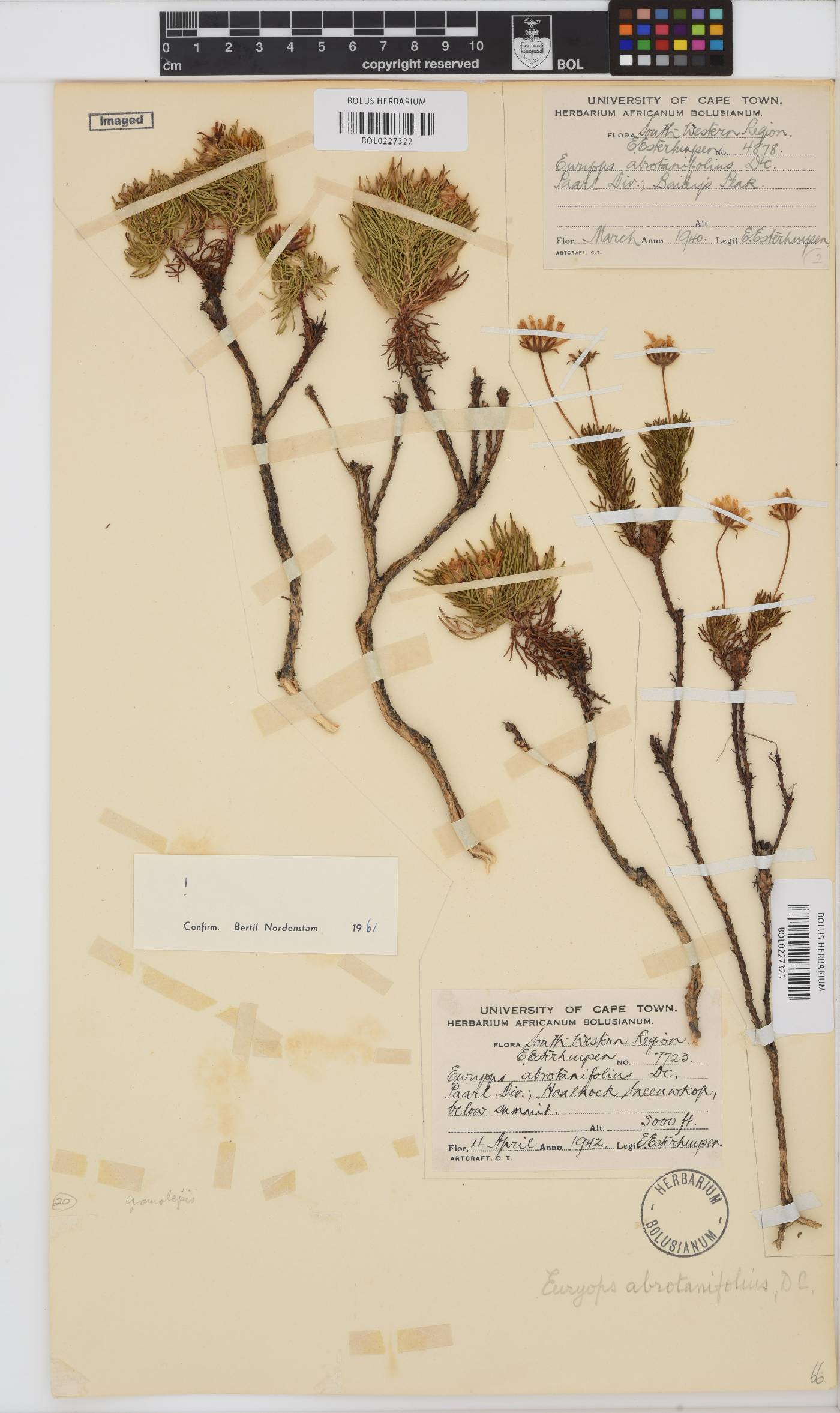 Euryops abrotanifolius image