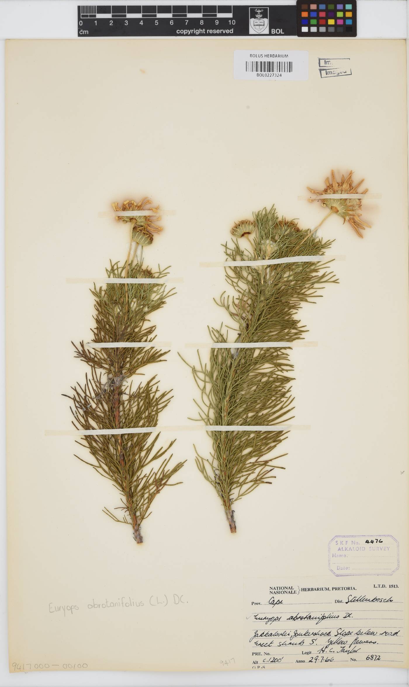 Euryops abrotanifolius image