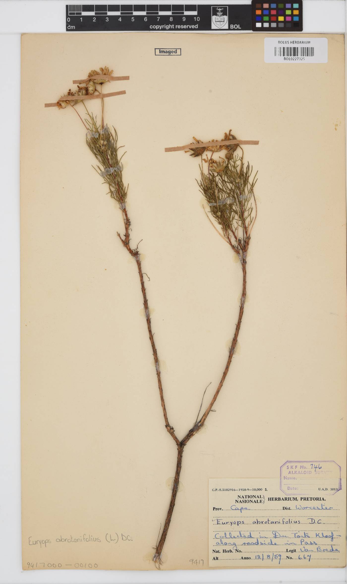 Euryops abrotanifolius image