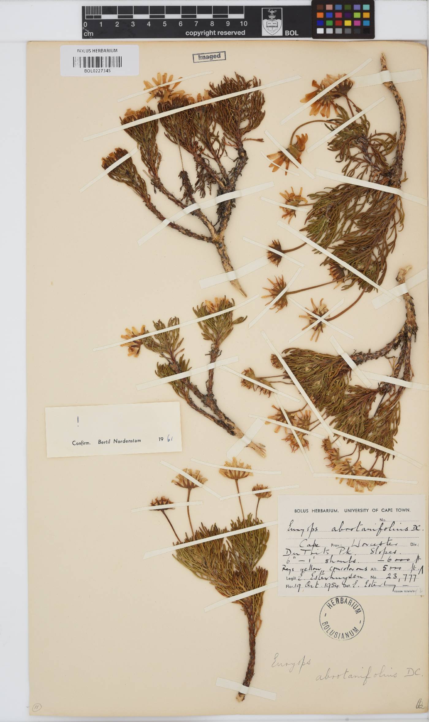 Euryops abrotanifolius image