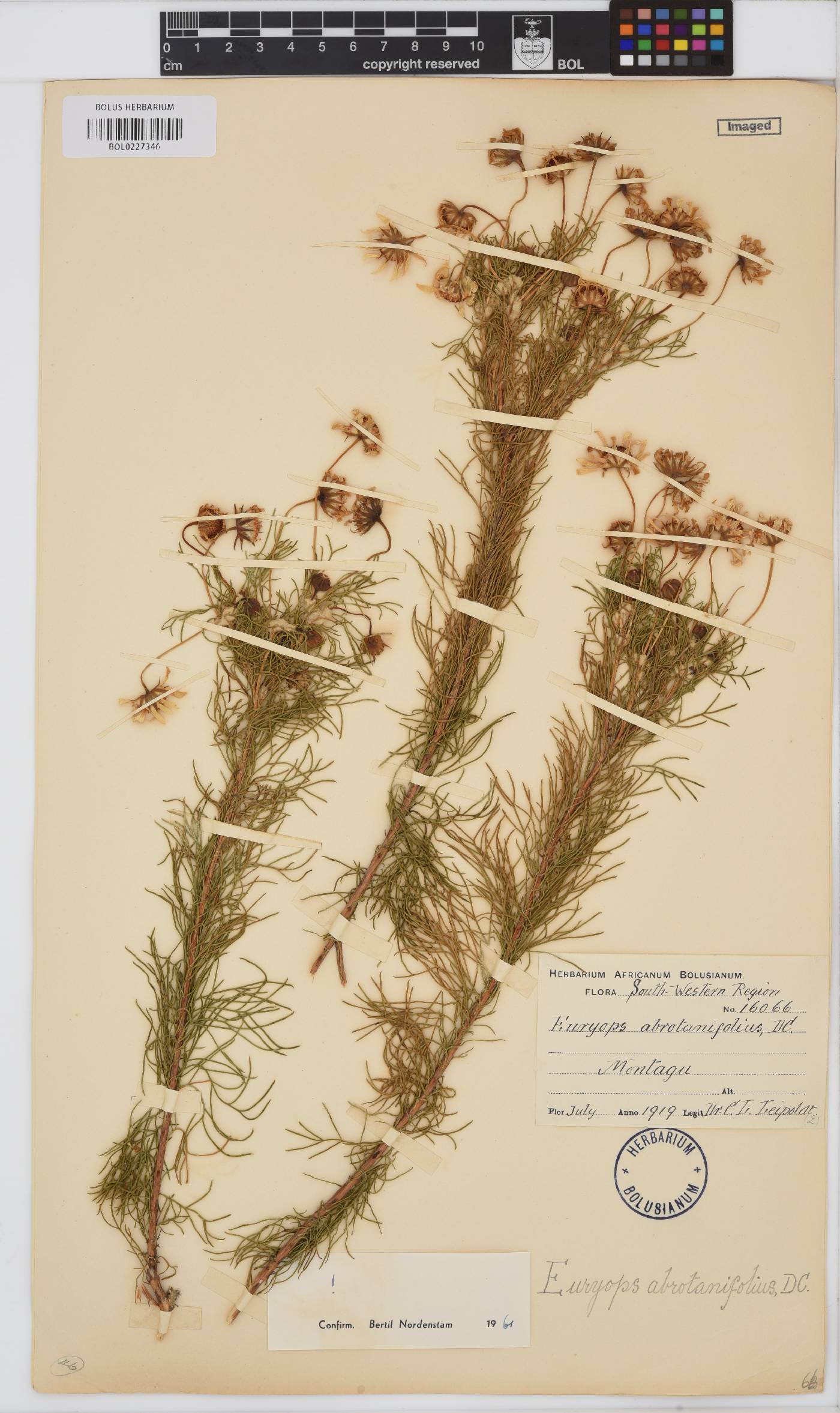 Euryops abrotanifolius image