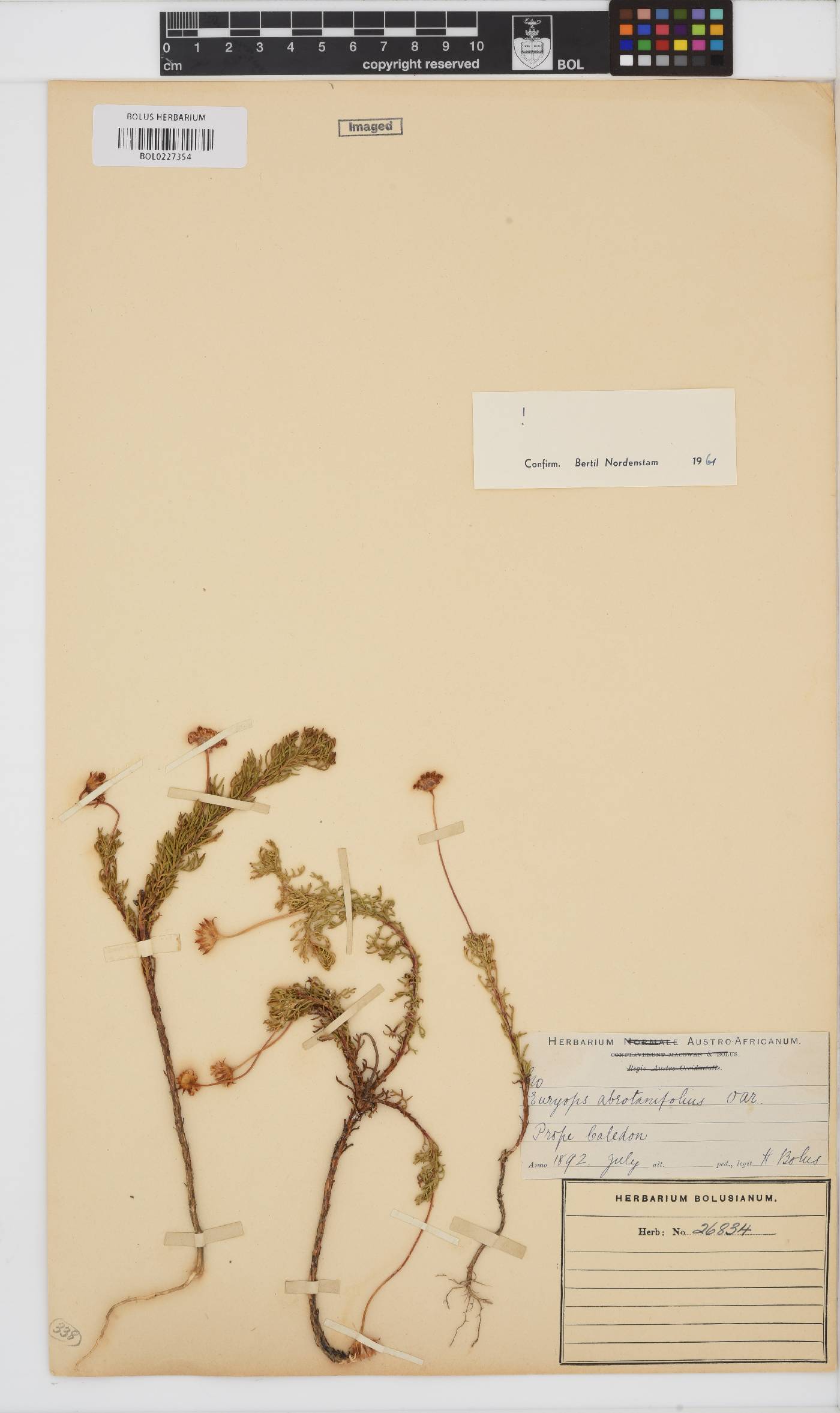 Euryops abrotanifolius image