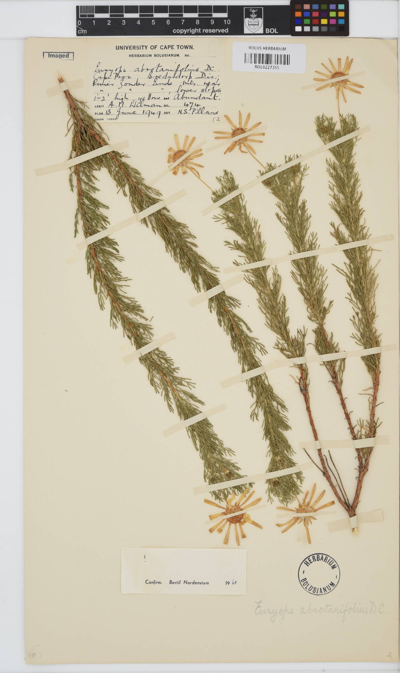 Euryops abrotanifolius image