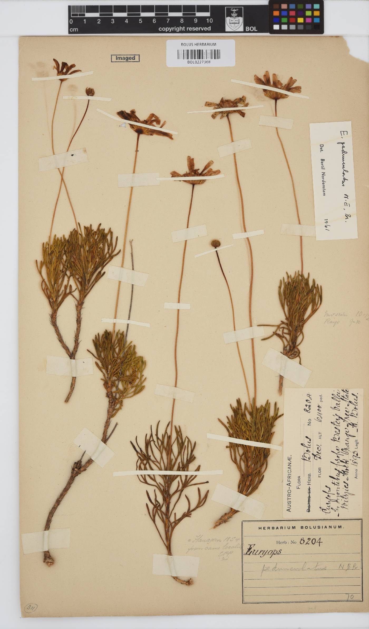 Euryops pedunculatus image