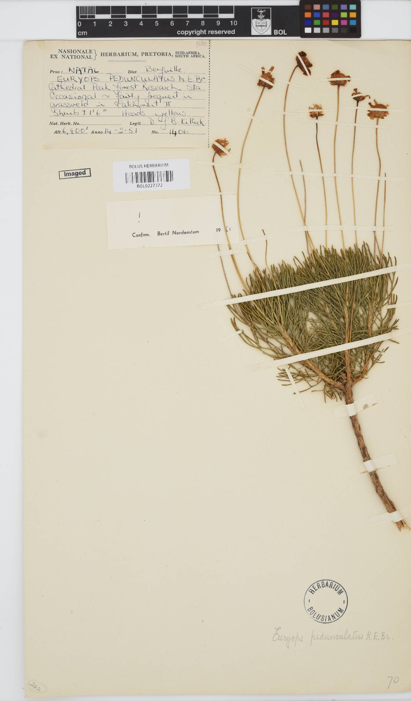Euryops pedunculatus image