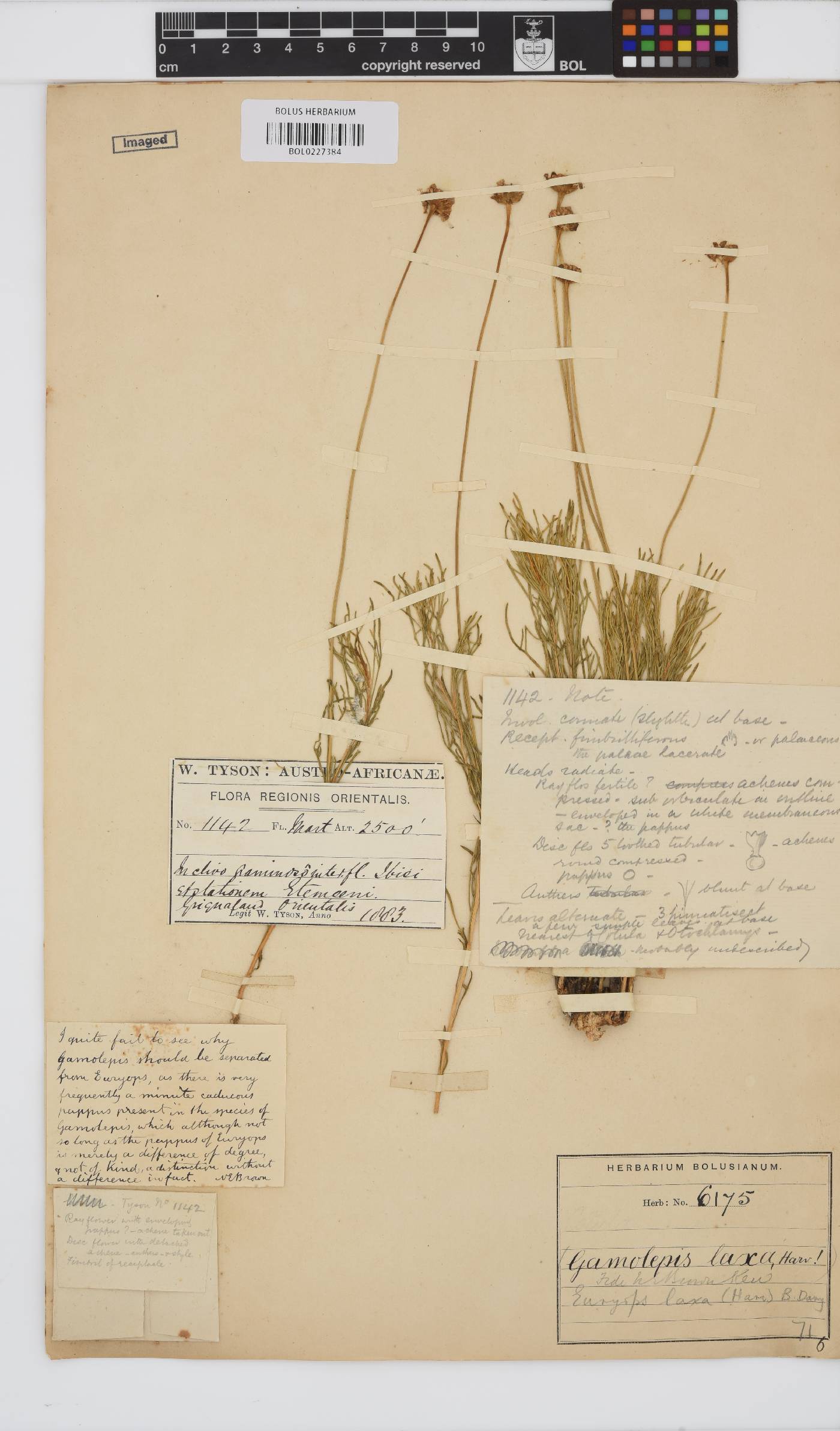 Euryops laxus image