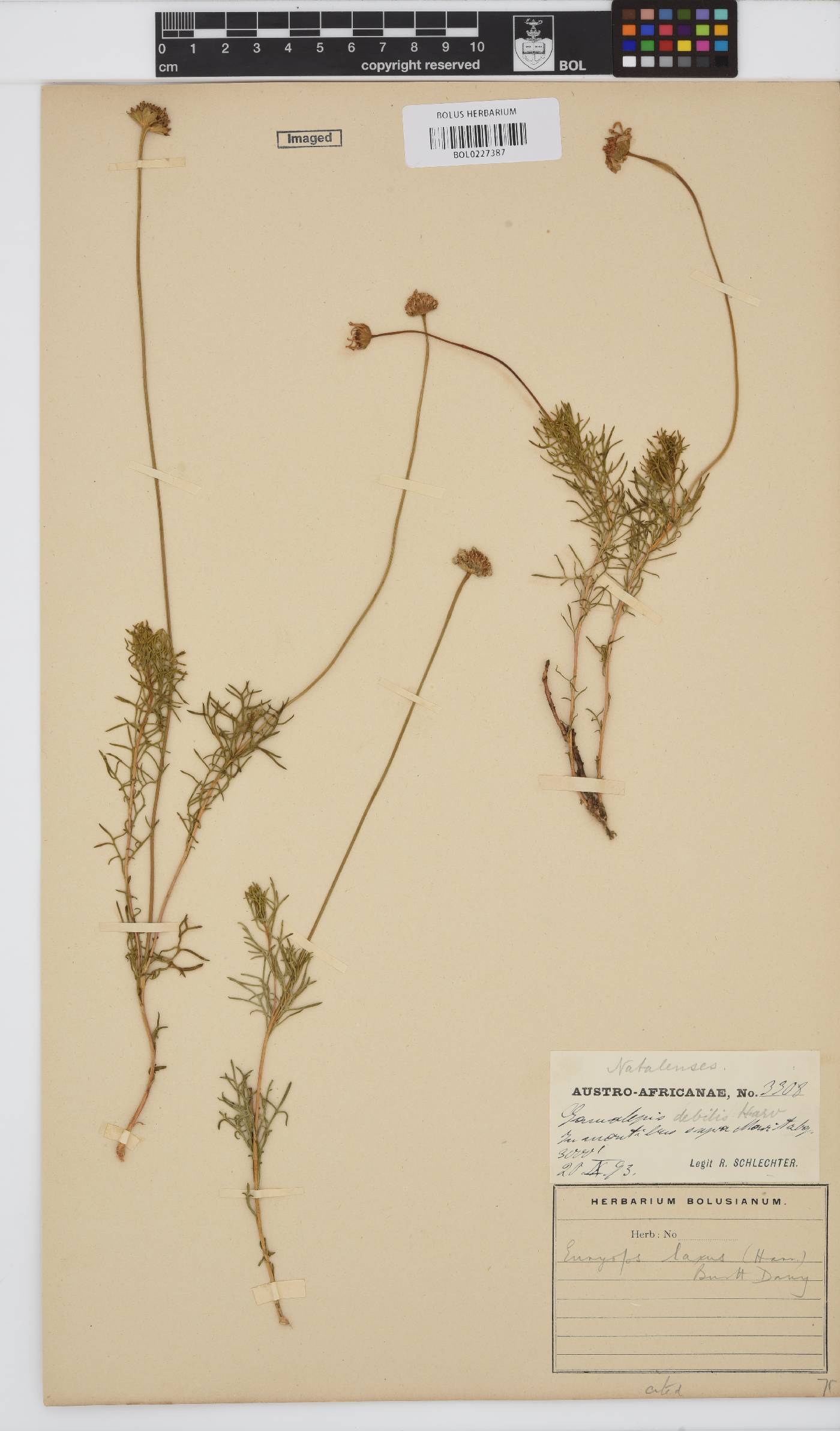 Euryops laxus image