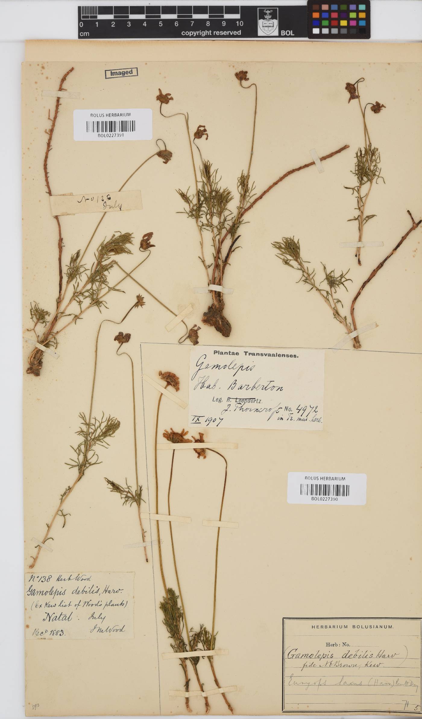 Euryops laxus image