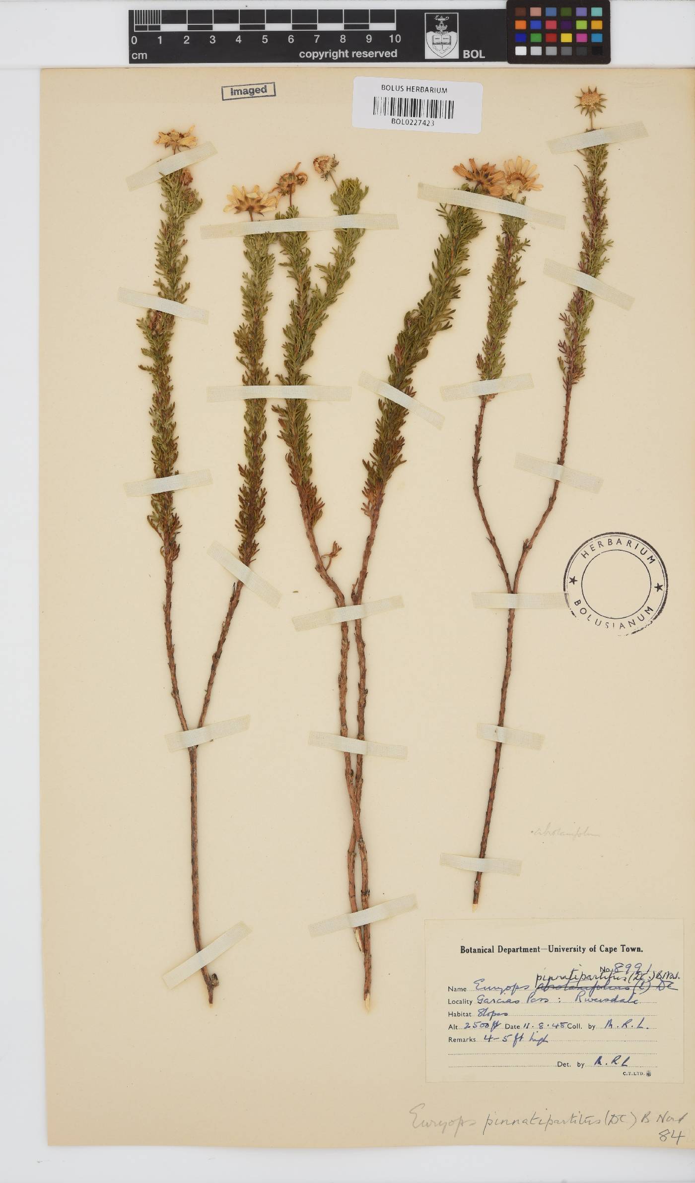 Euryops pinnatipartitus image