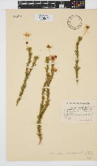 Euryops pinnatipartitus image