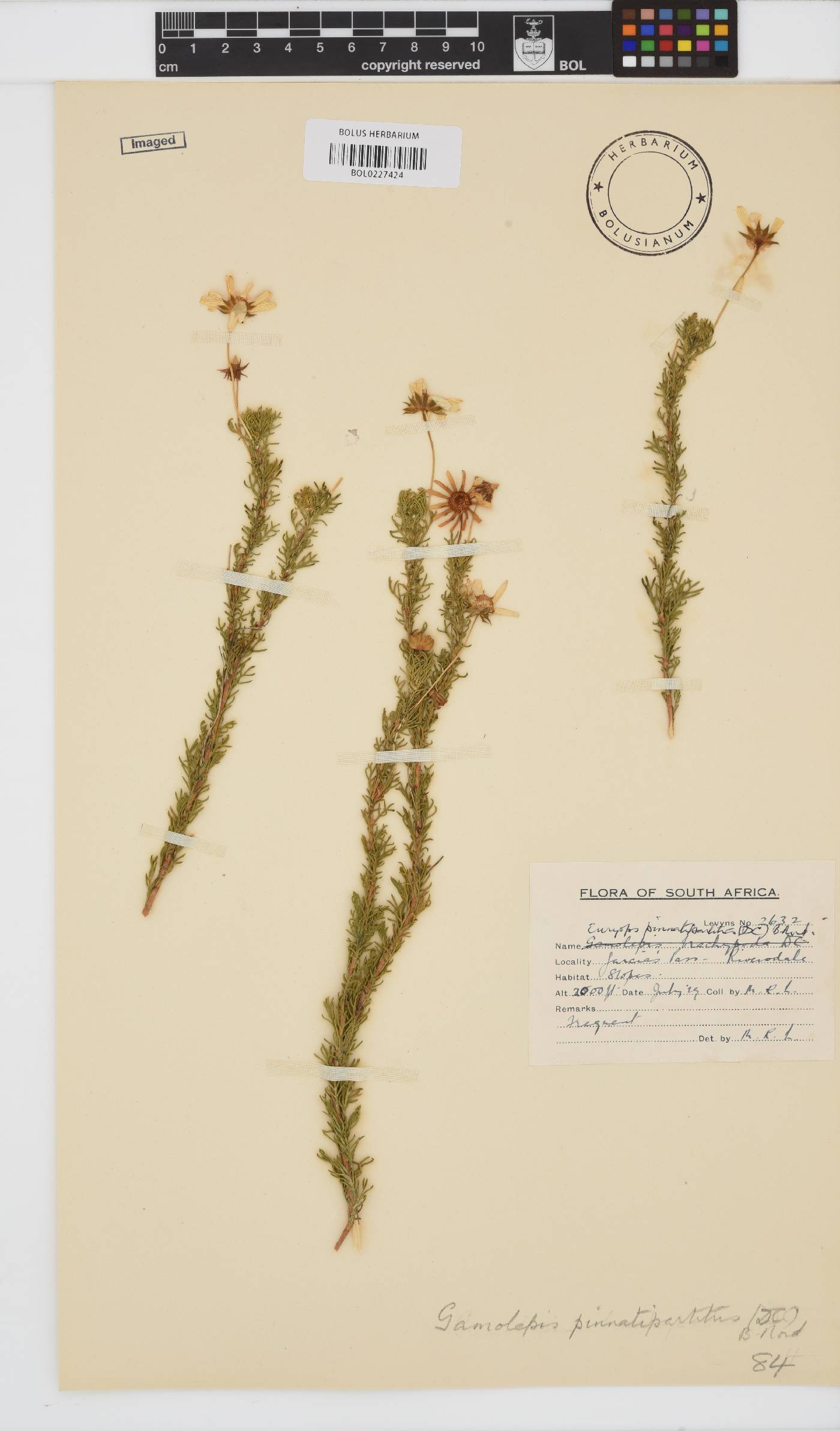 Euryops pinnatipartitus image