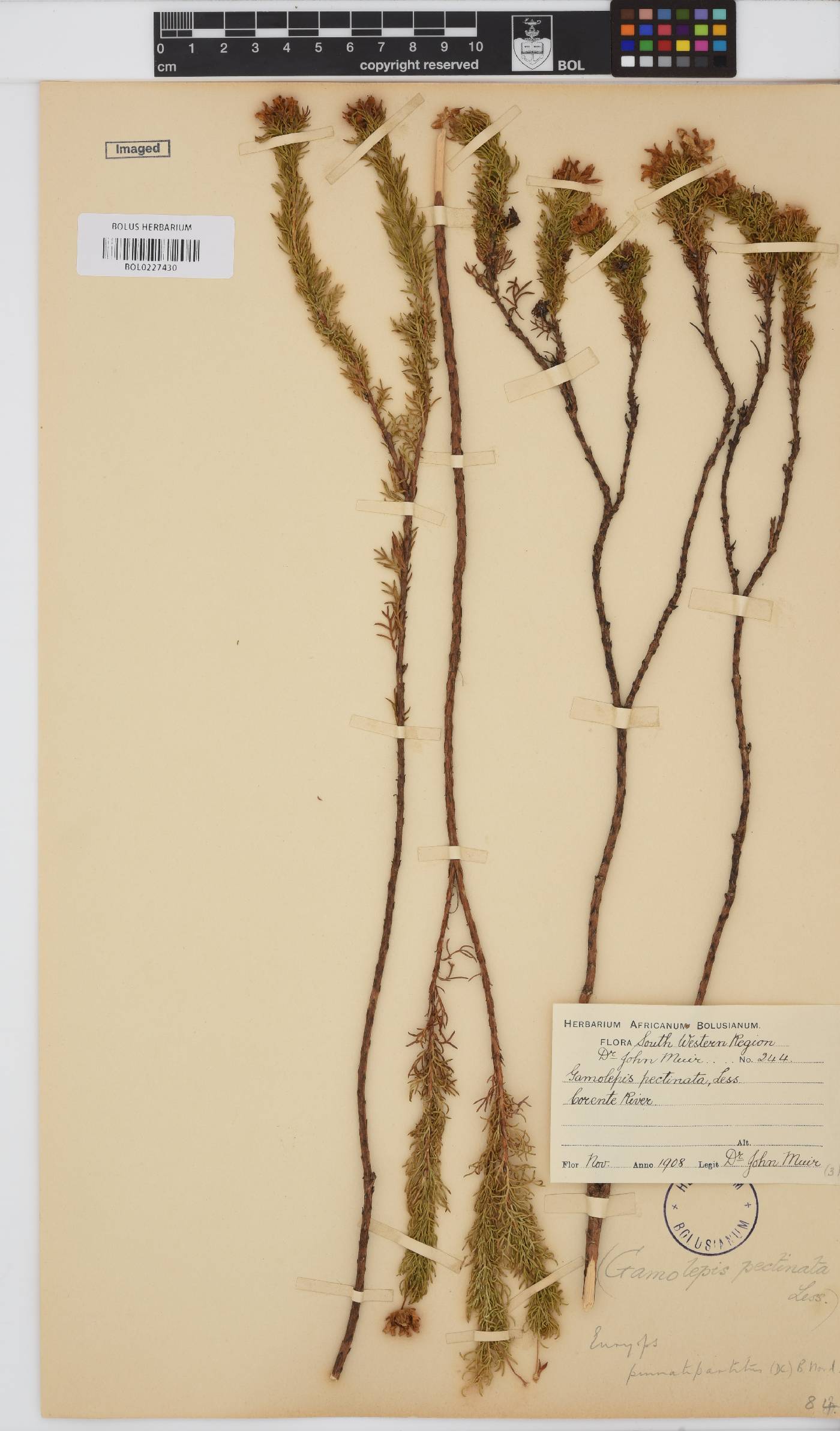 Euryops pinnatipartitus image