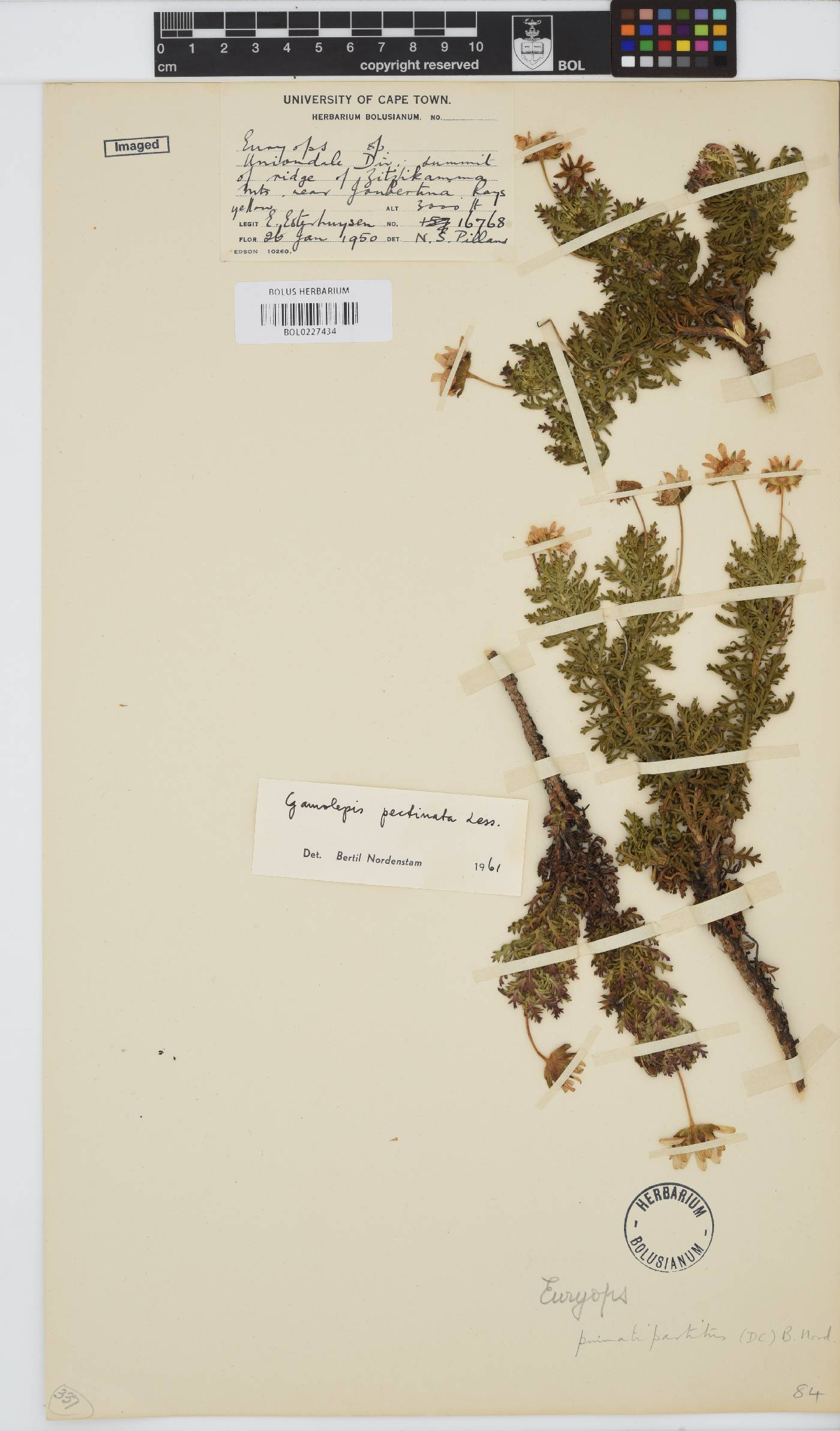 Euryops pinnatipartitus image