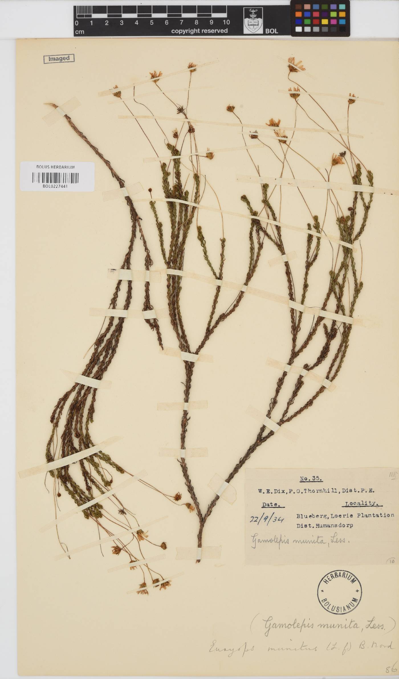 Euryops munitus image