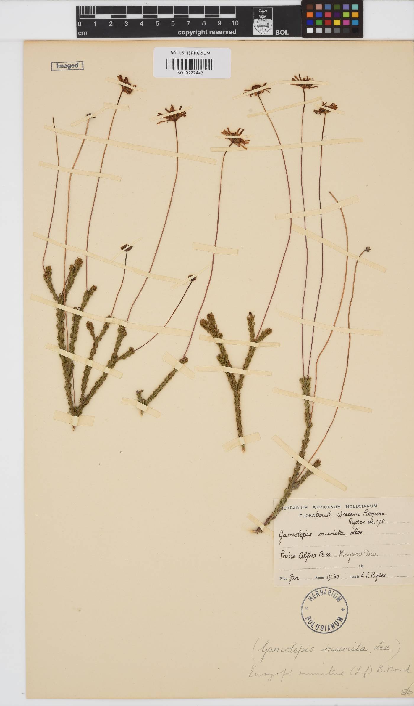 Euryops munitus image