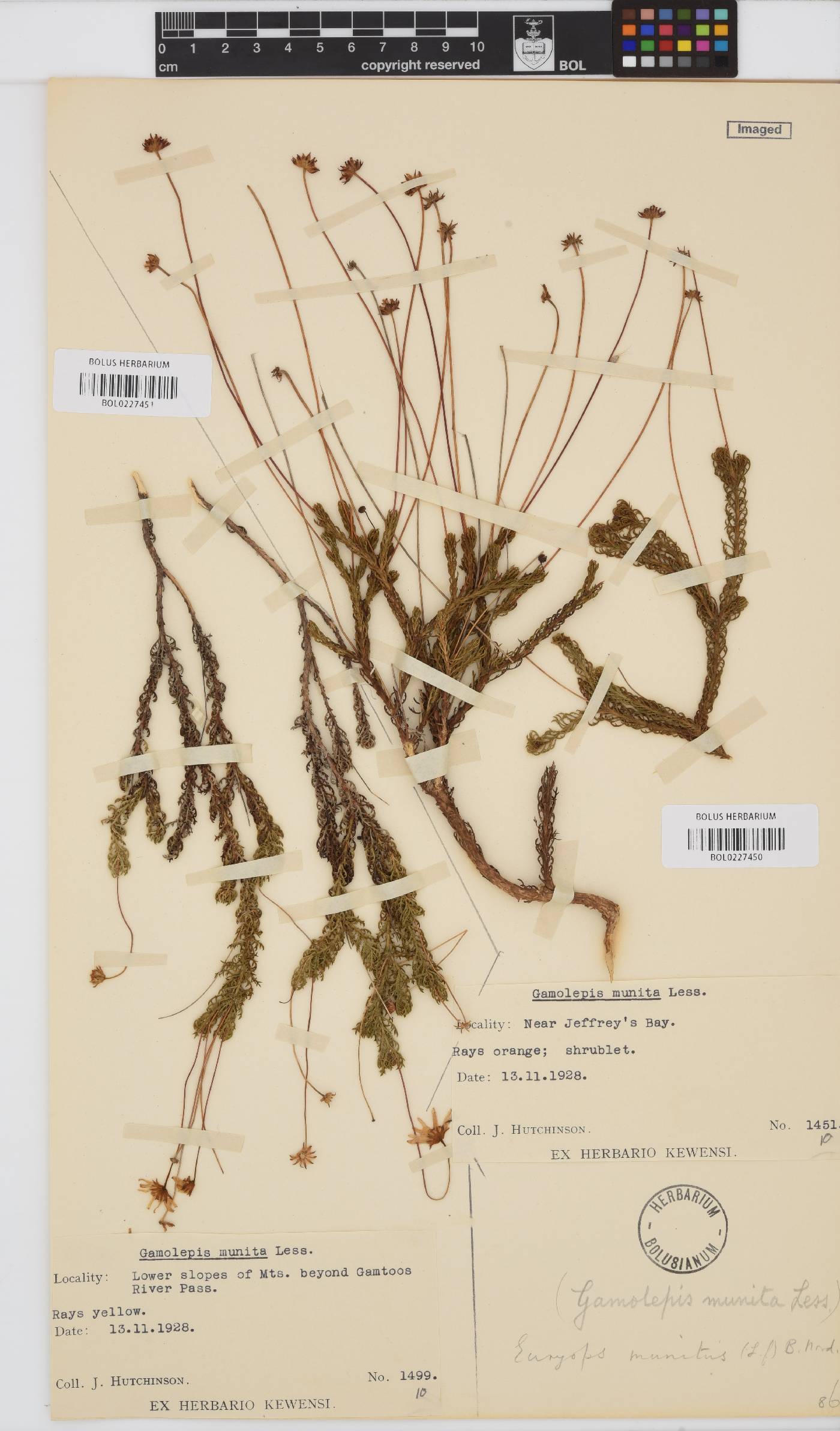 Euryops munitus image