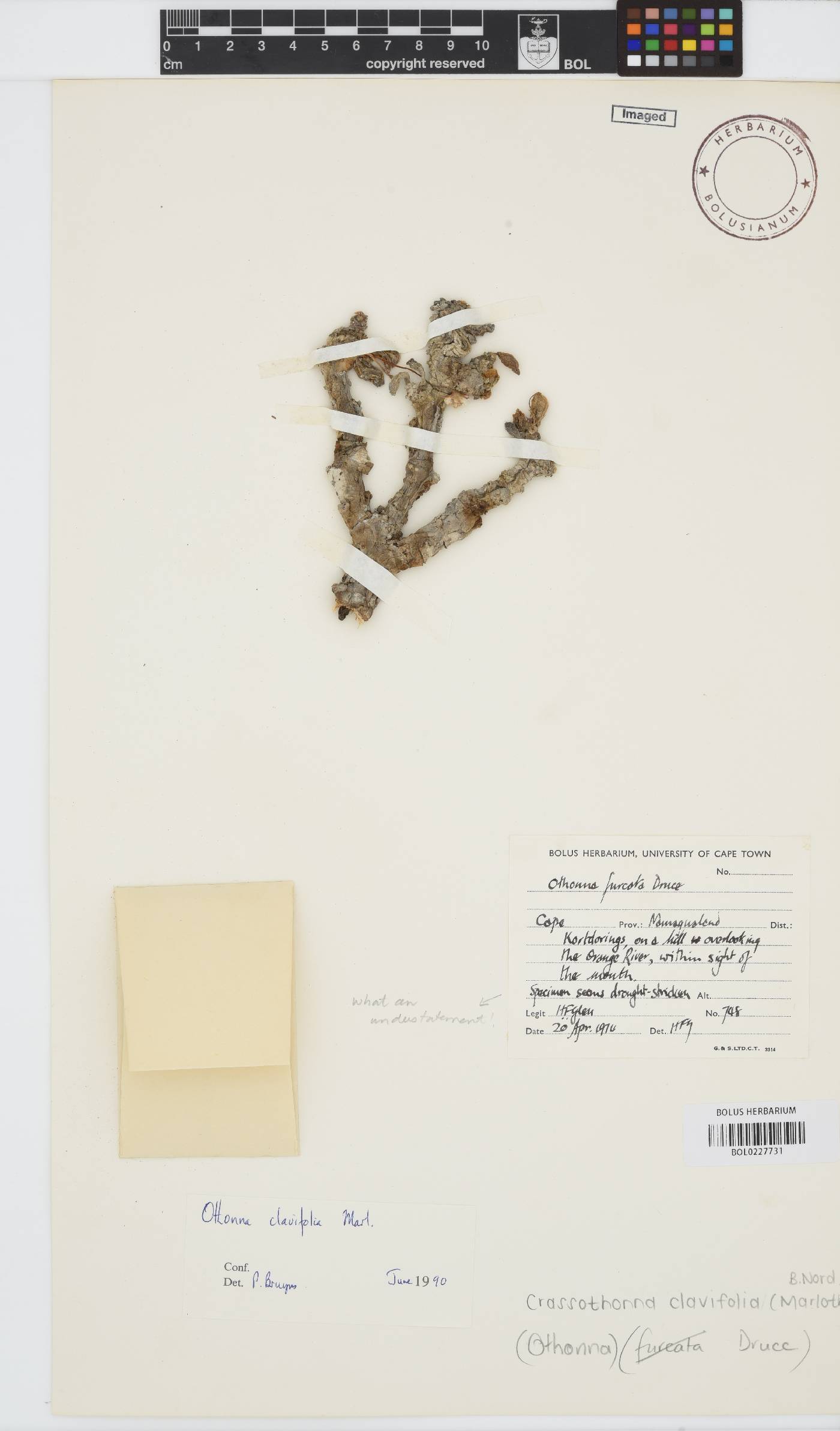 Crassothonna clavifolia image