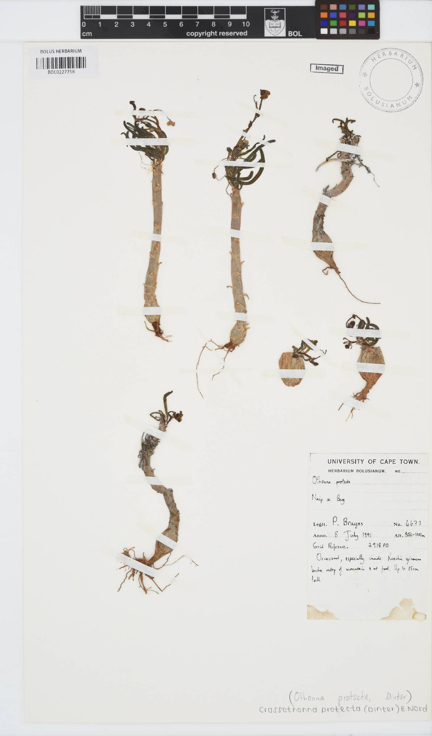 Crassothonna protecta image