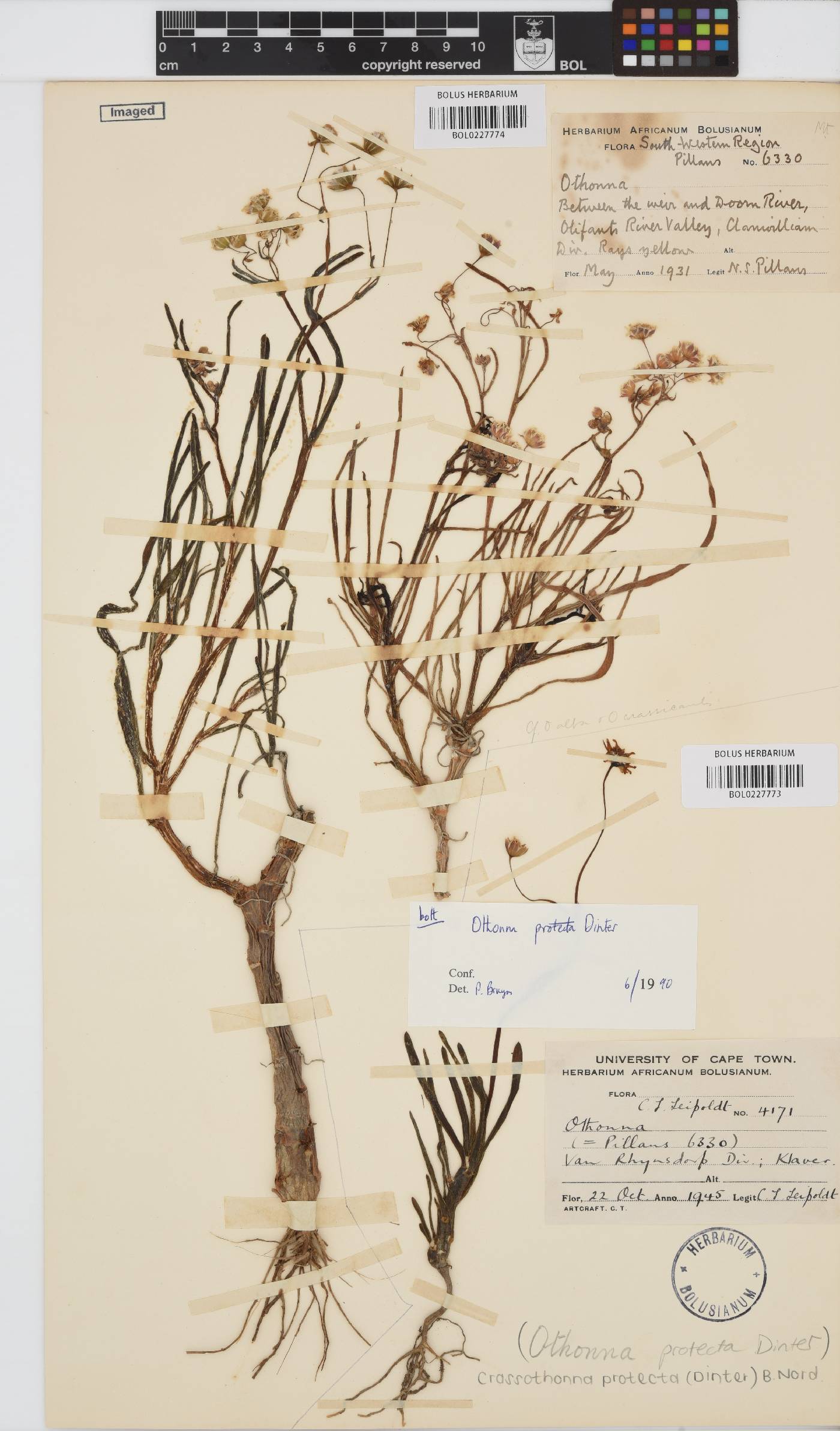 Crassothonna protecta image