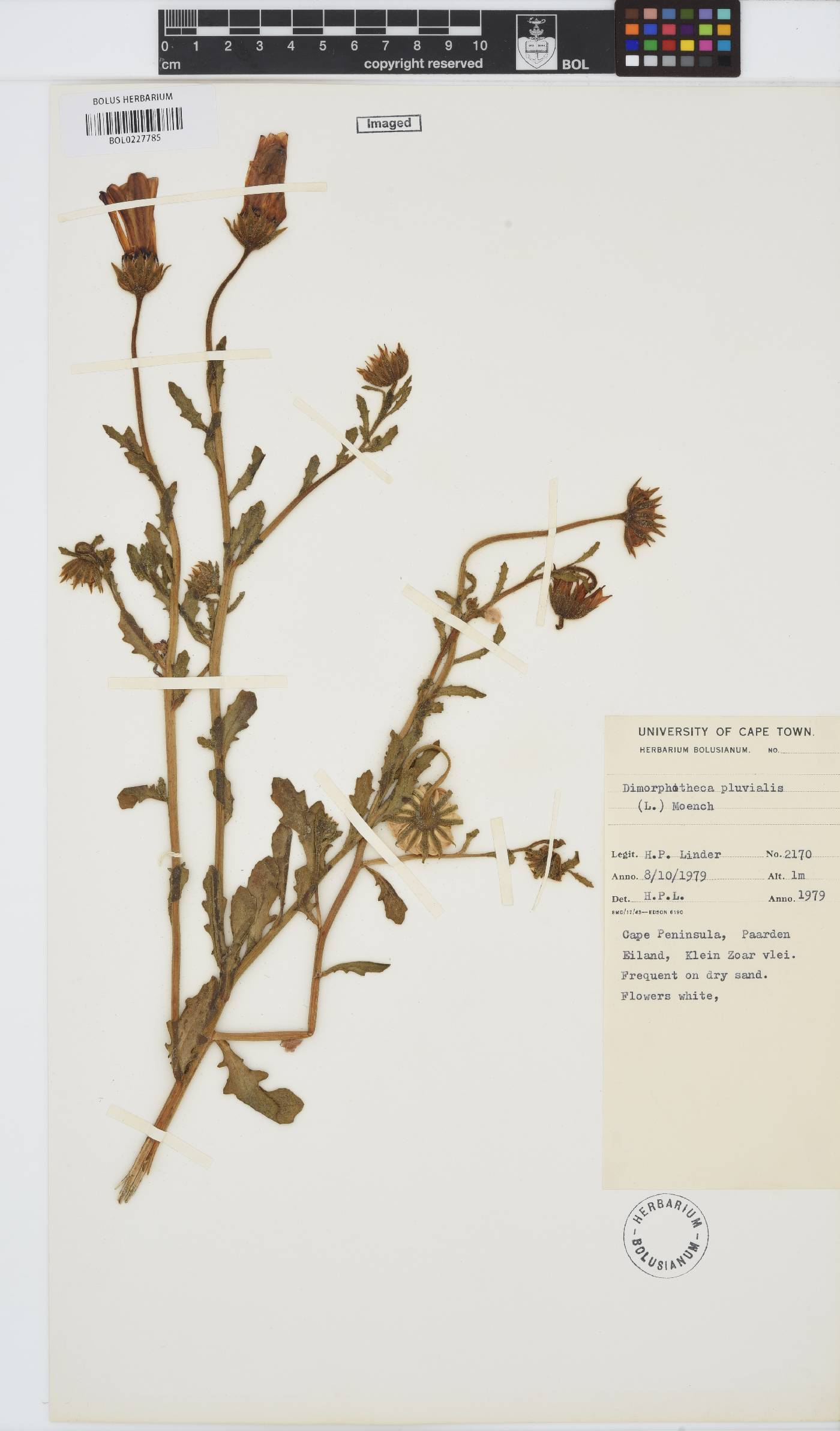 Dimorphotheca pluvialis image