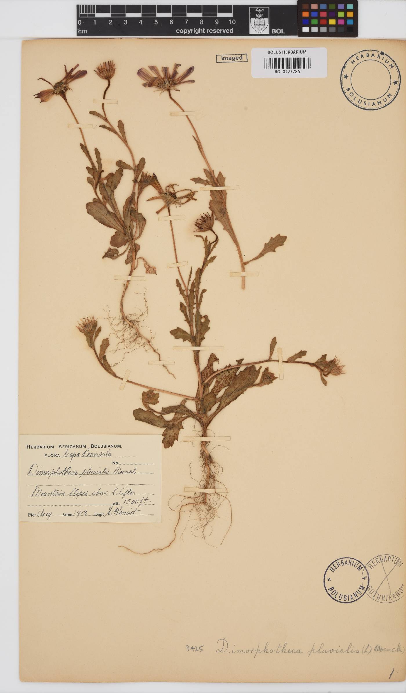 Dimorphotheca pluvialis image