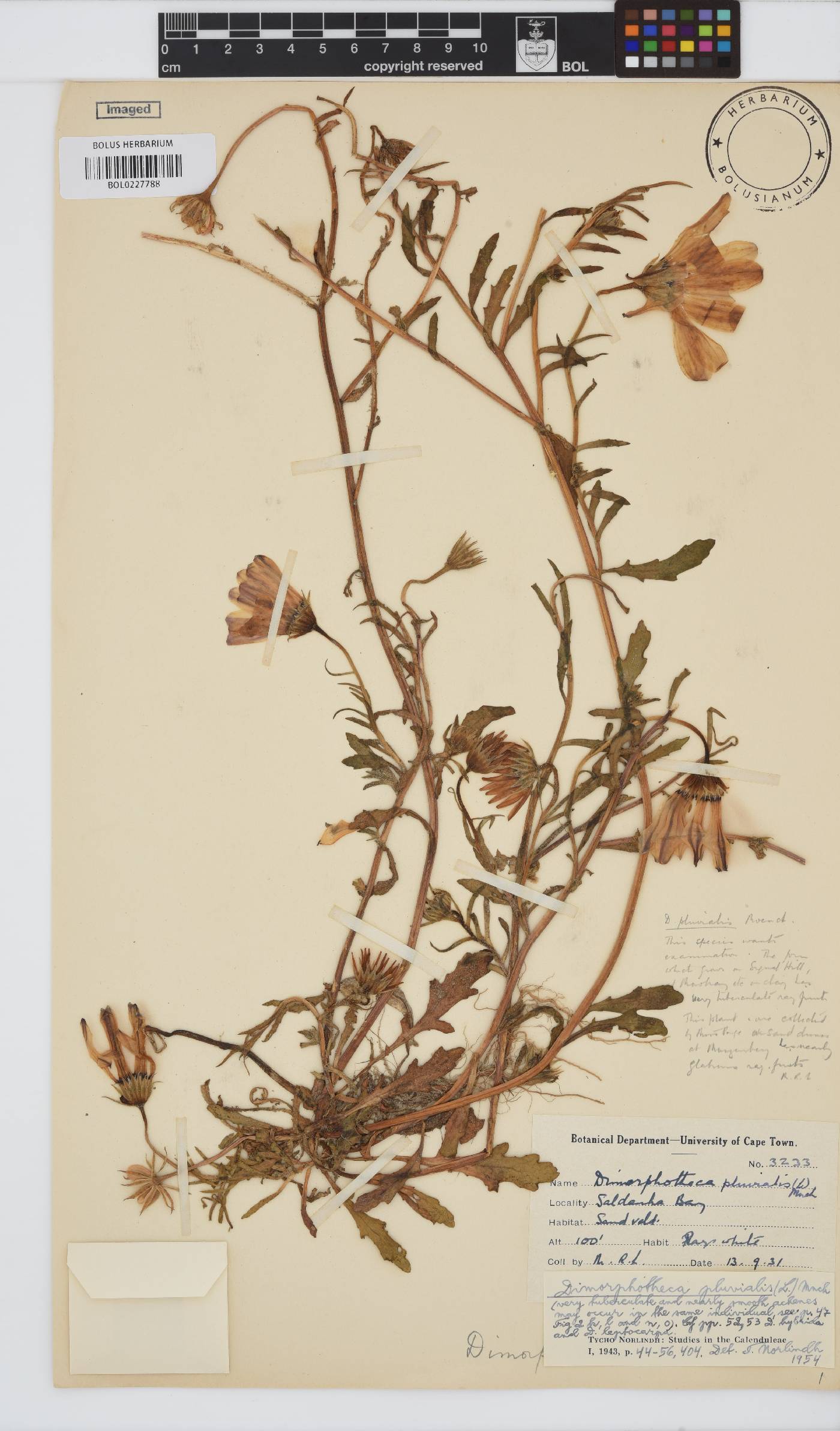 Dimorphotheca pluvialis image