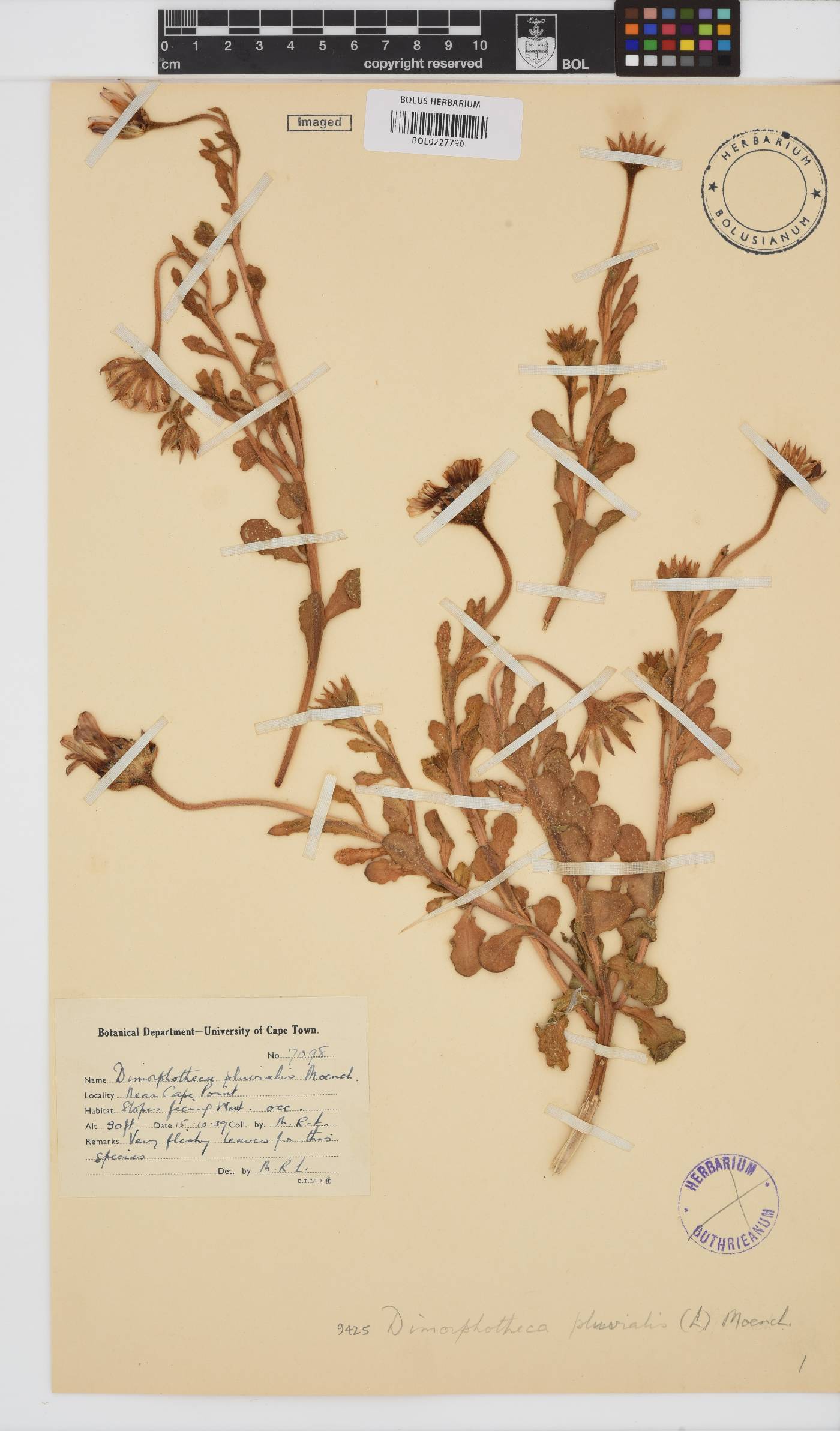Dimorphotheca pluvialis image