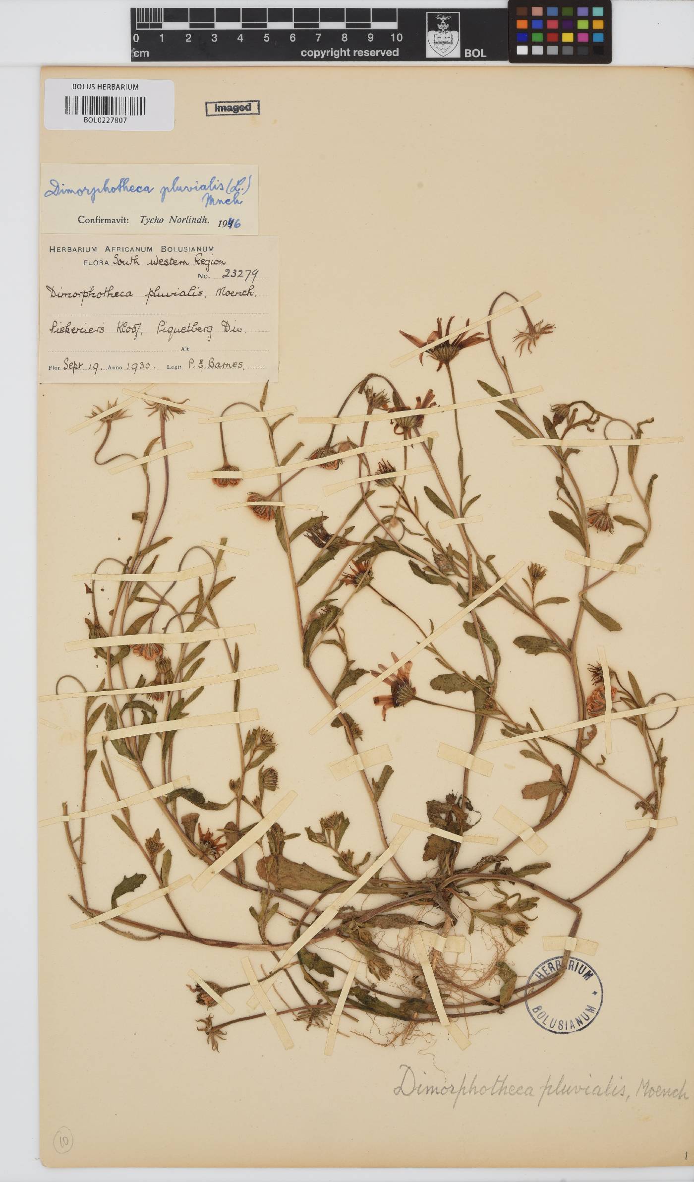 Dimorphotheca pluvialis image