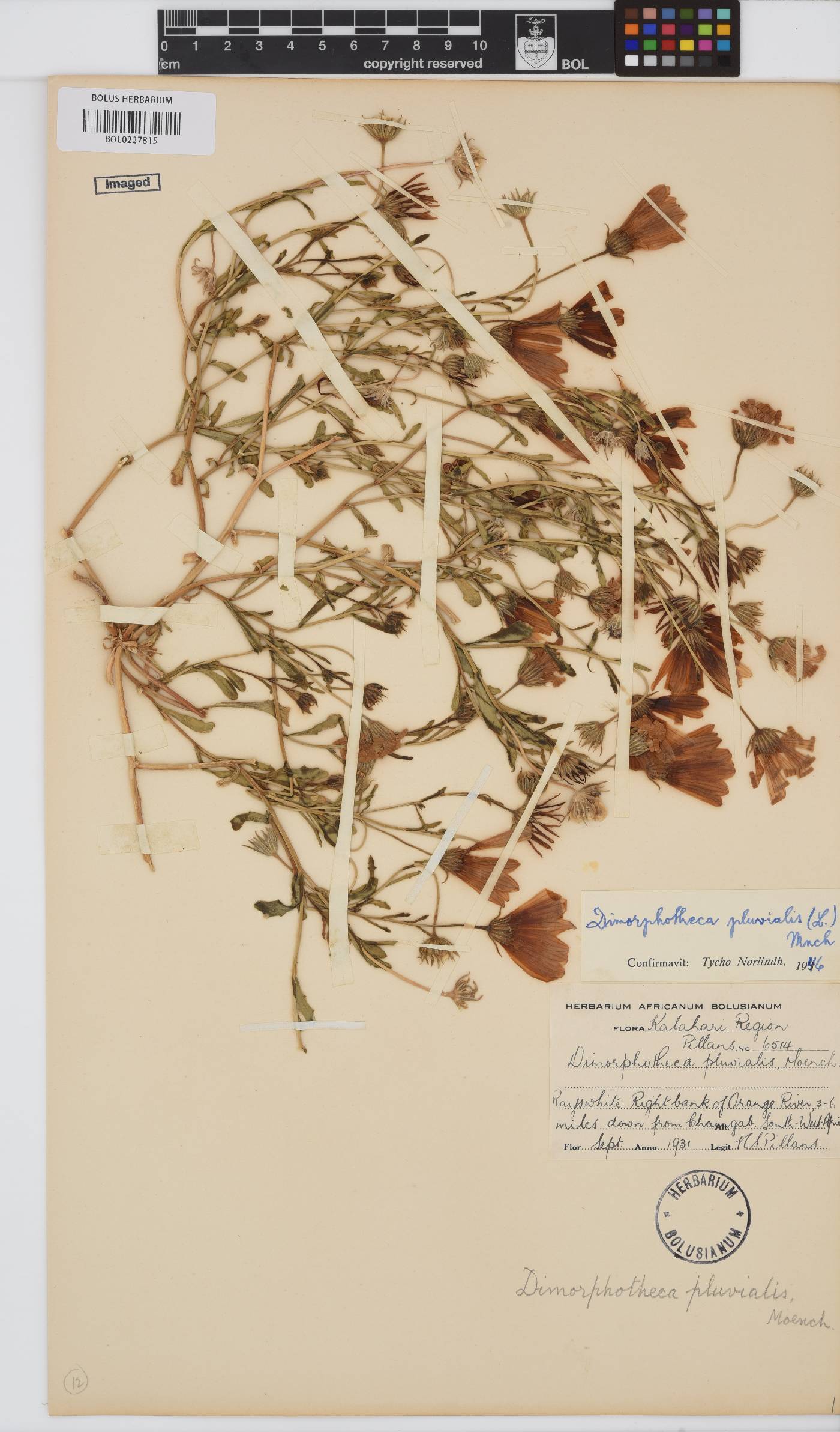 Dimorphotheca pluvialis image