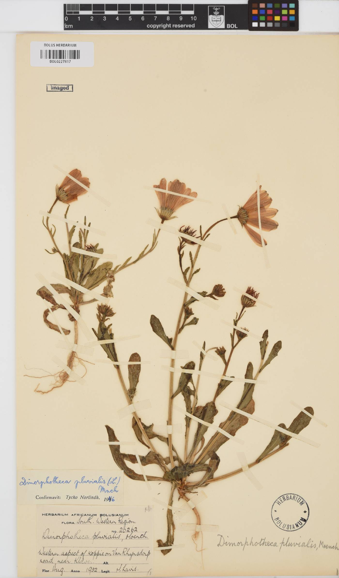 Dimorphotheca pluvialis image