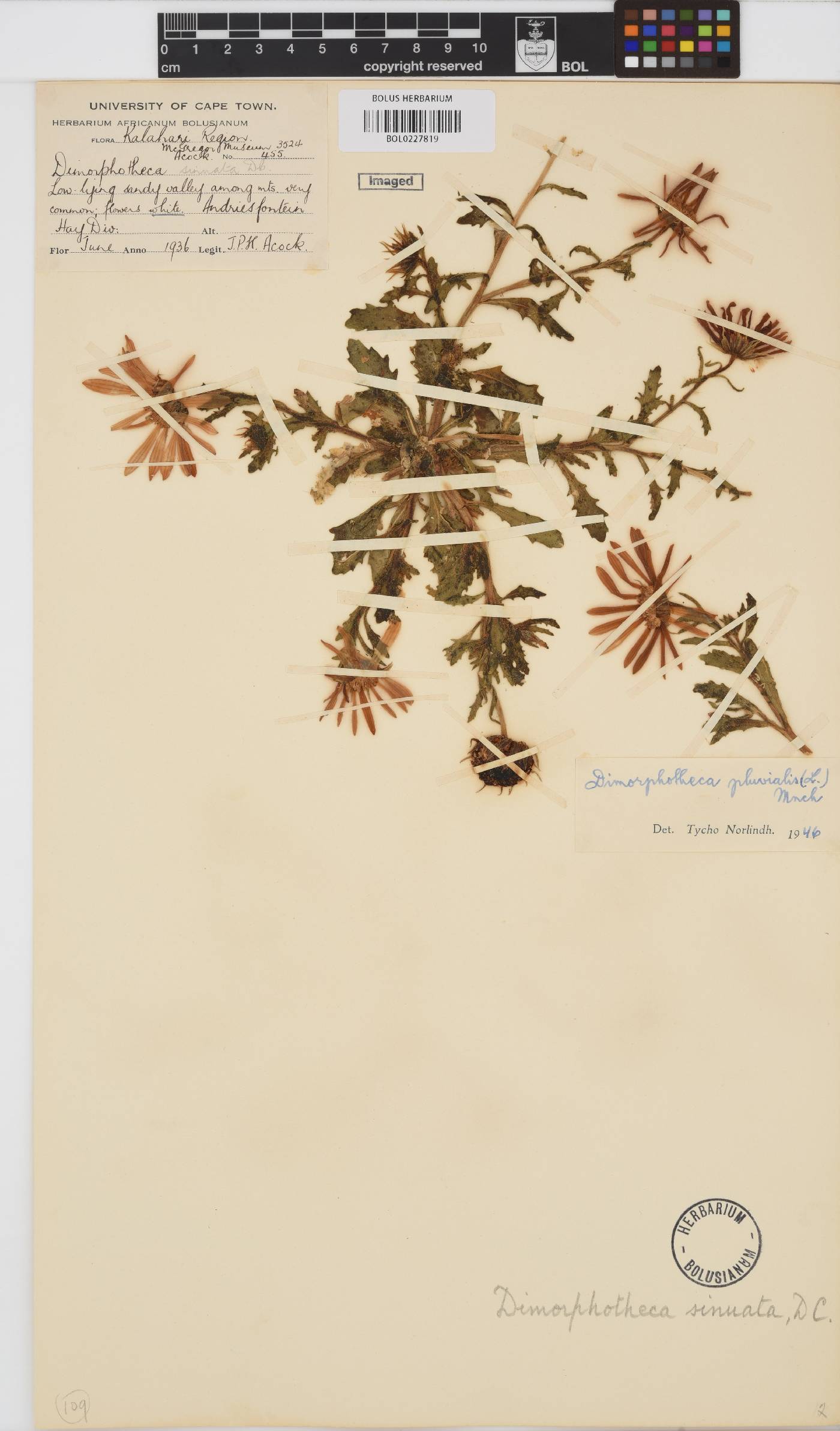 Dimorphotheca pluvialis image
